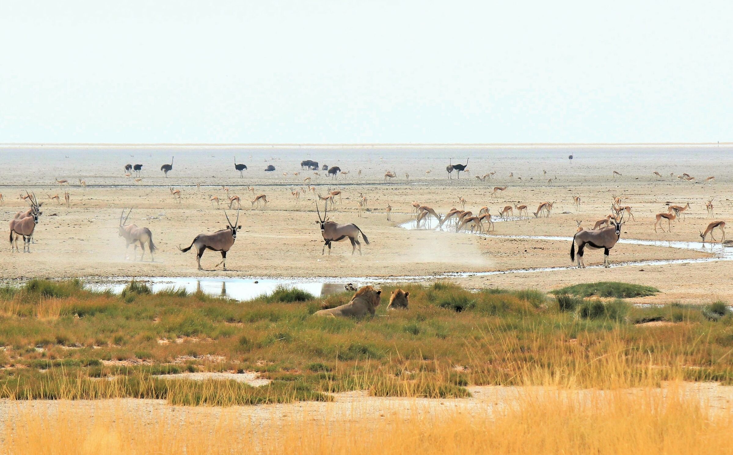 We've discovered you!