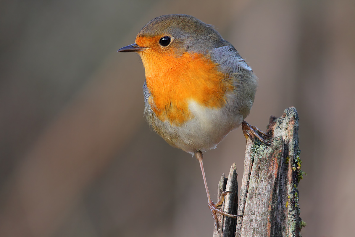 robin