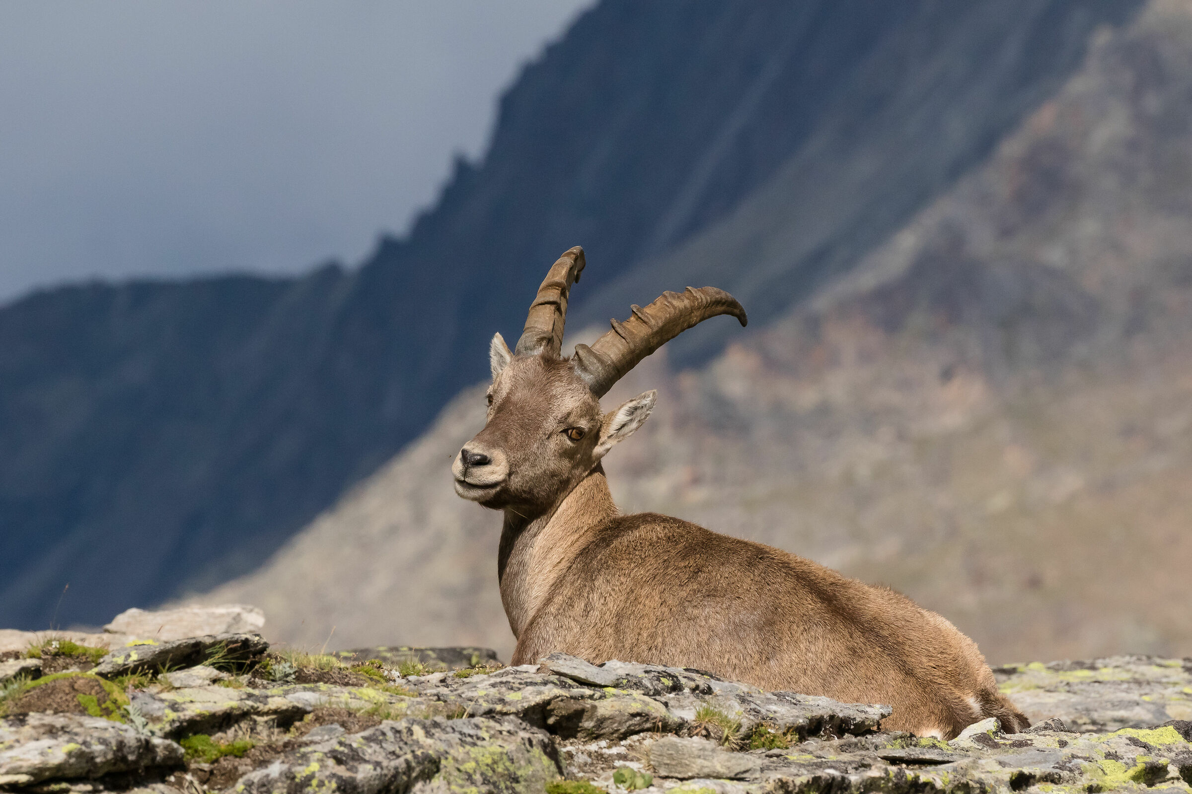 Il sorriso dello stambecco