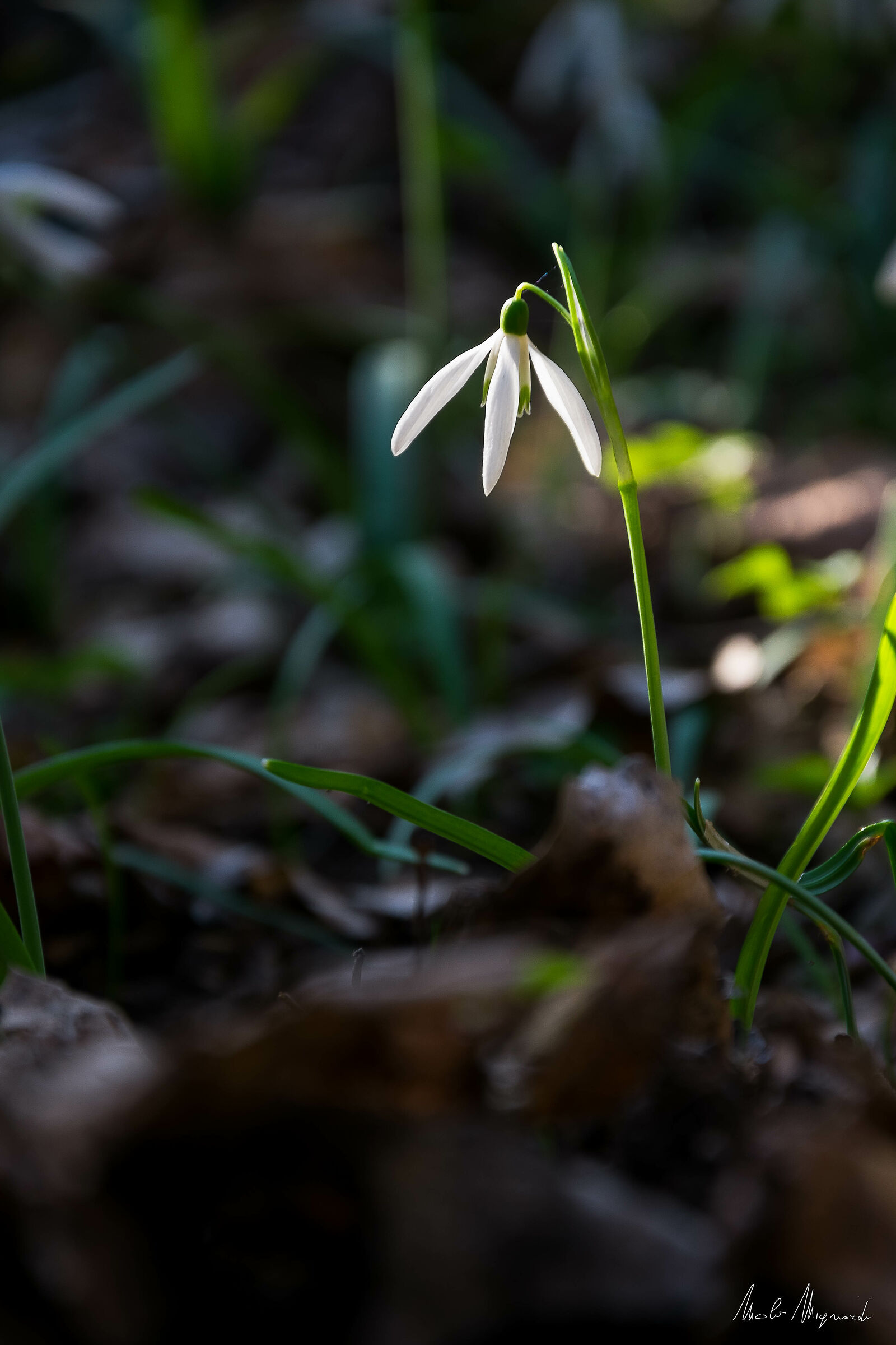 Lonely snowdrops