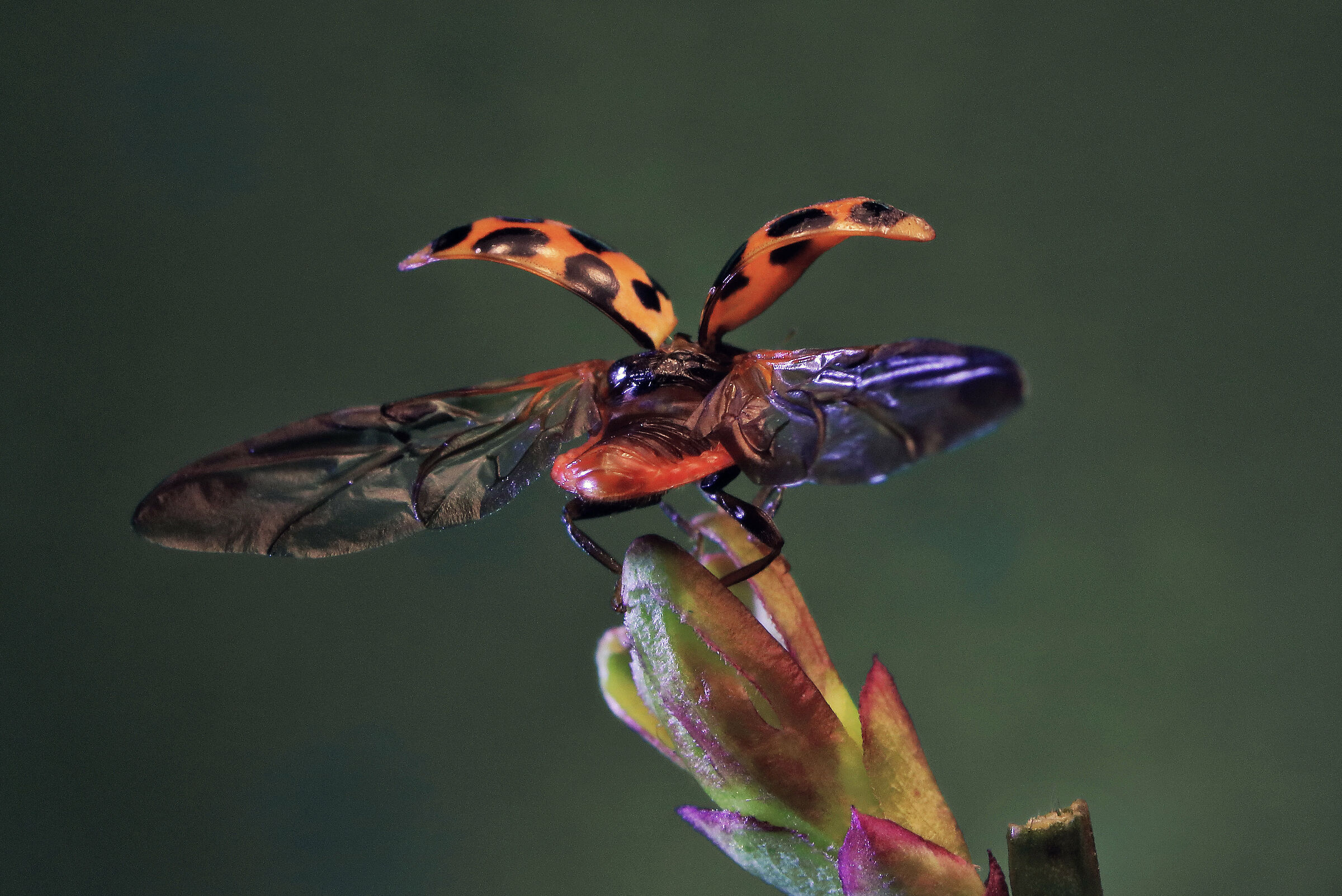 coccinella in decollo