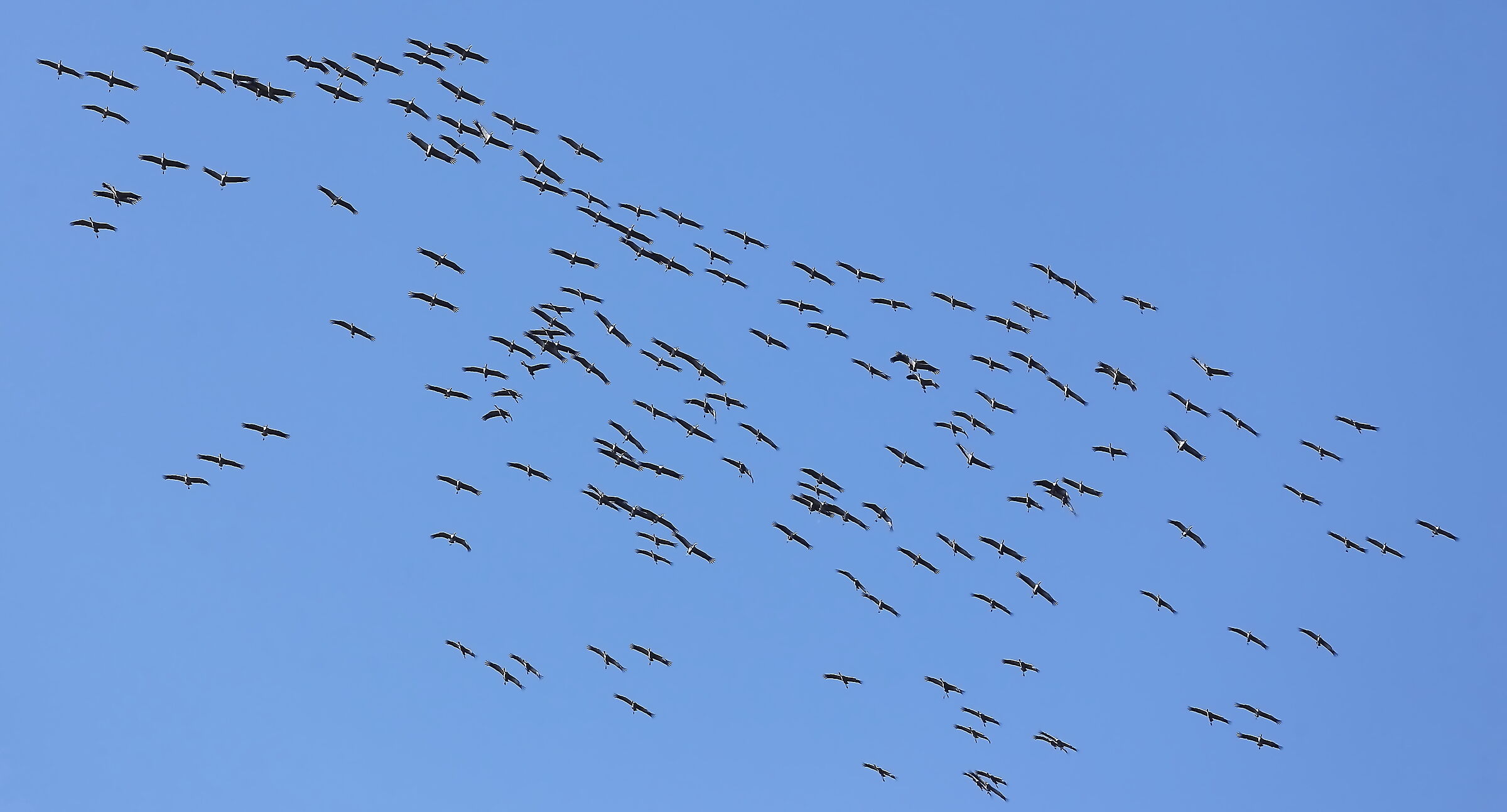 The migration of Cranes
