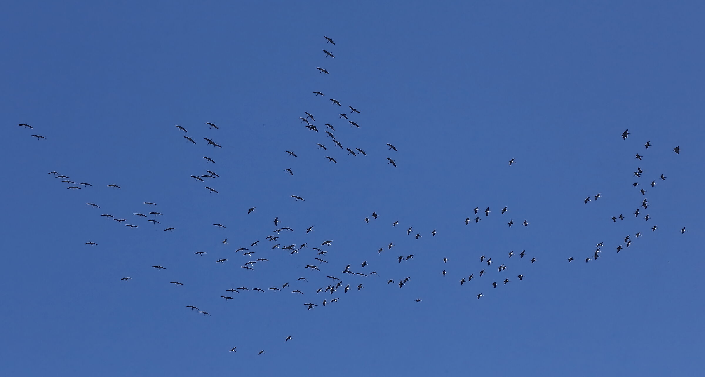 The migration of Cranes
