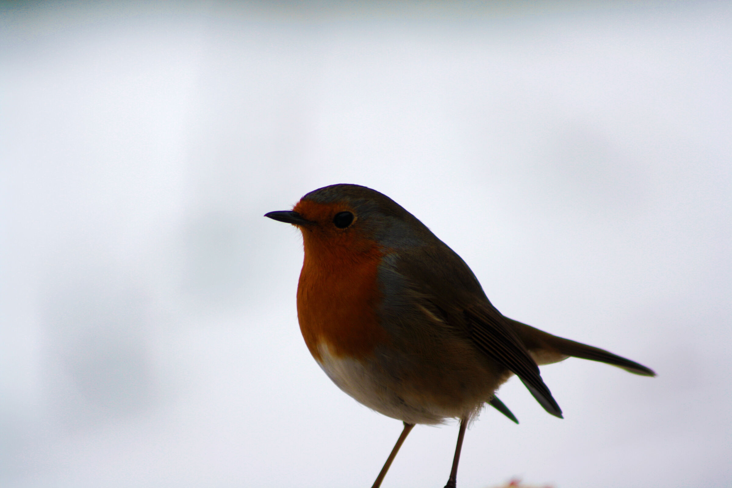 Robin