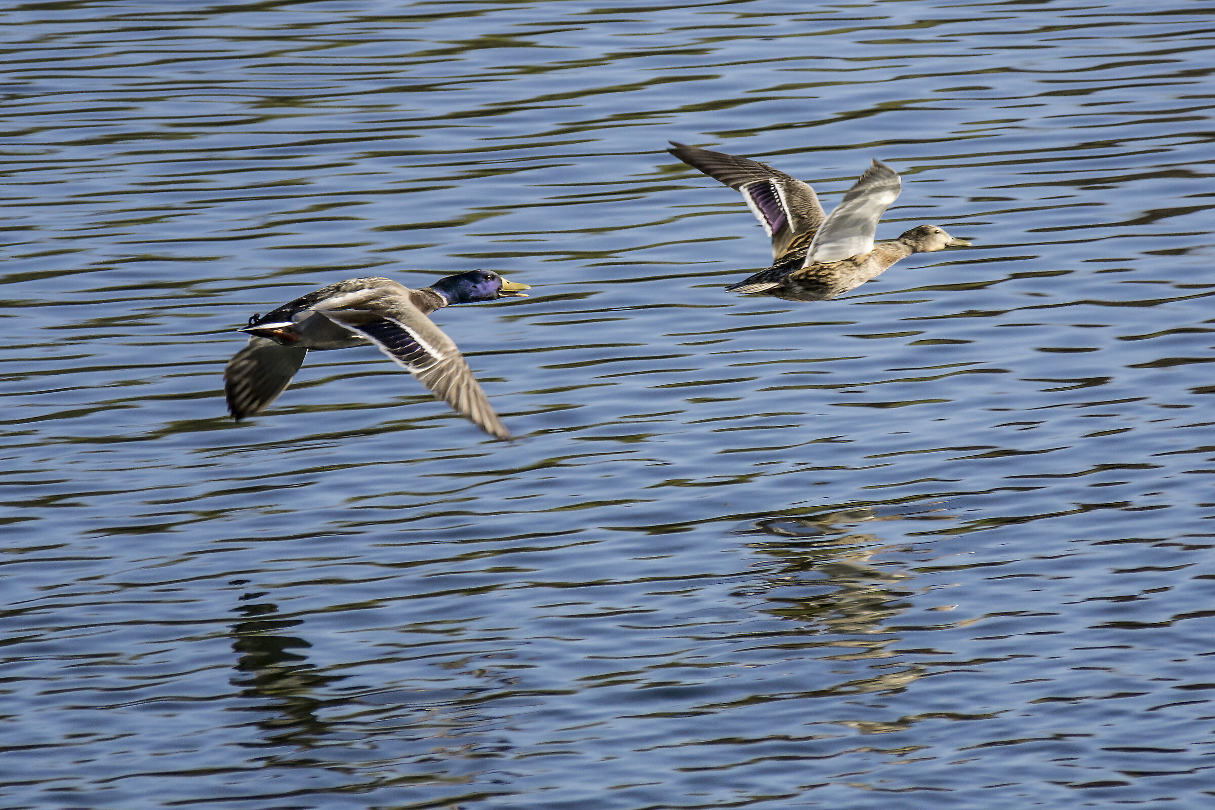 Couple of mallards in flight