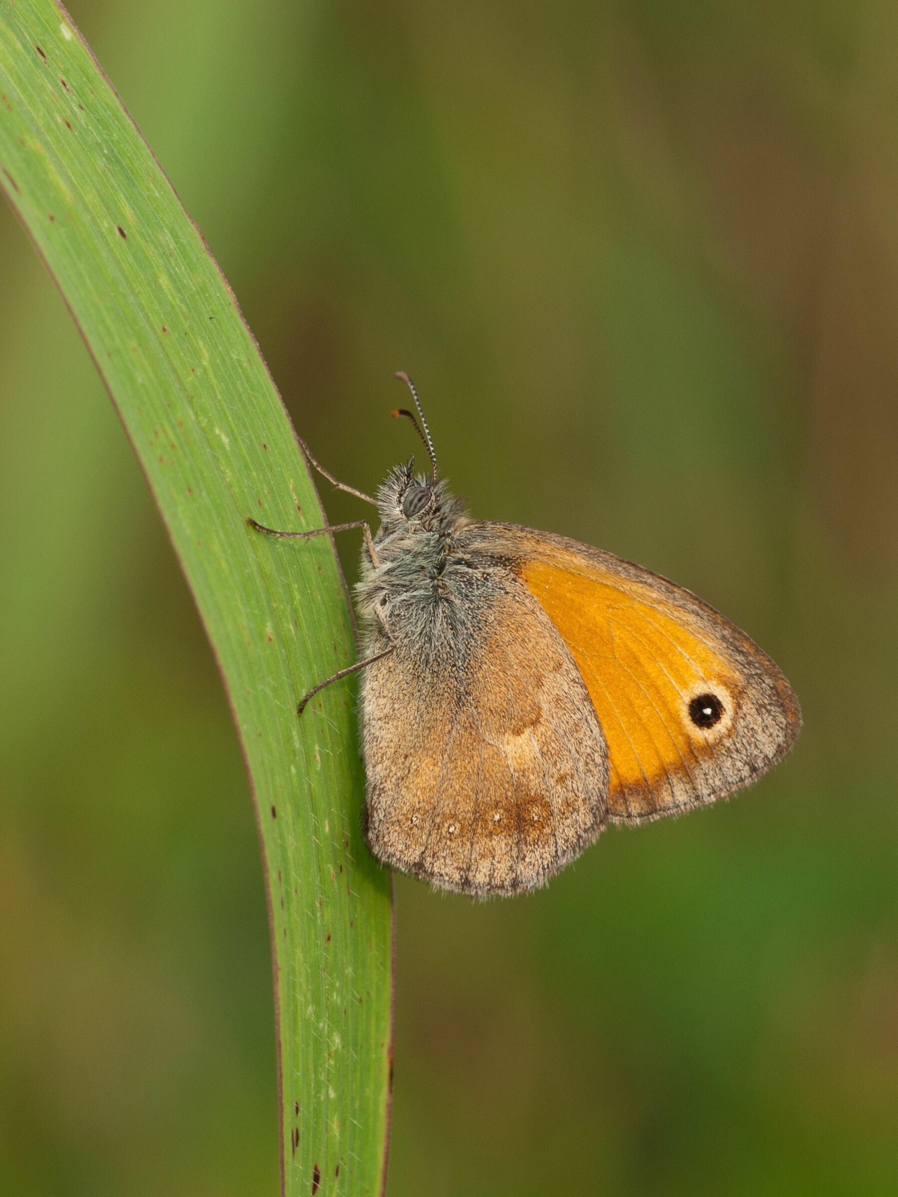 Coenonympha Pamphilus