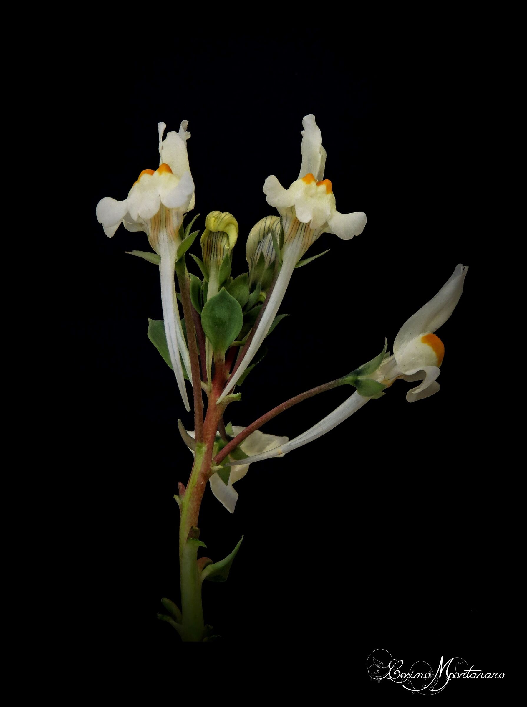 Linaria reflexa