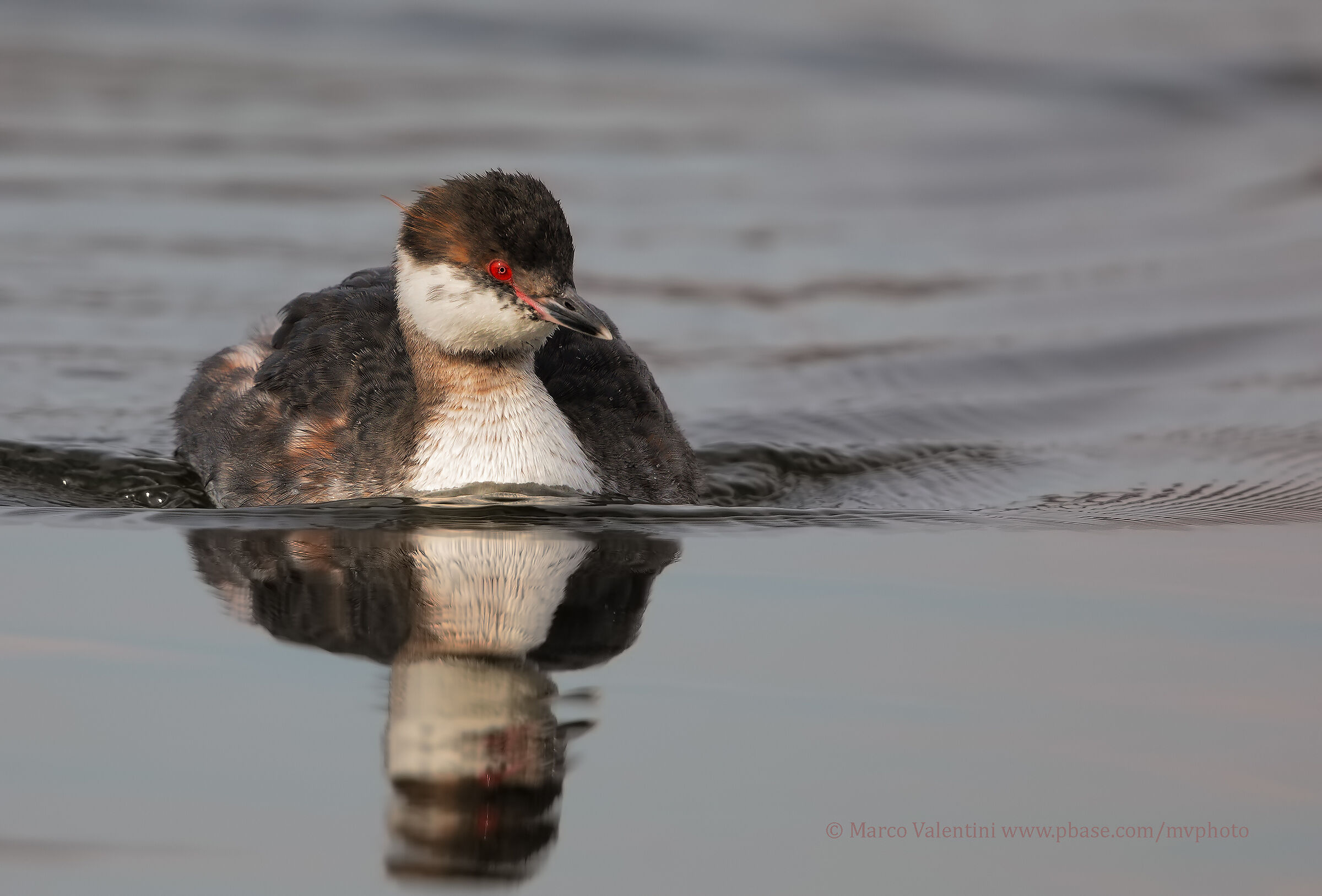 Horned Grebe in HD