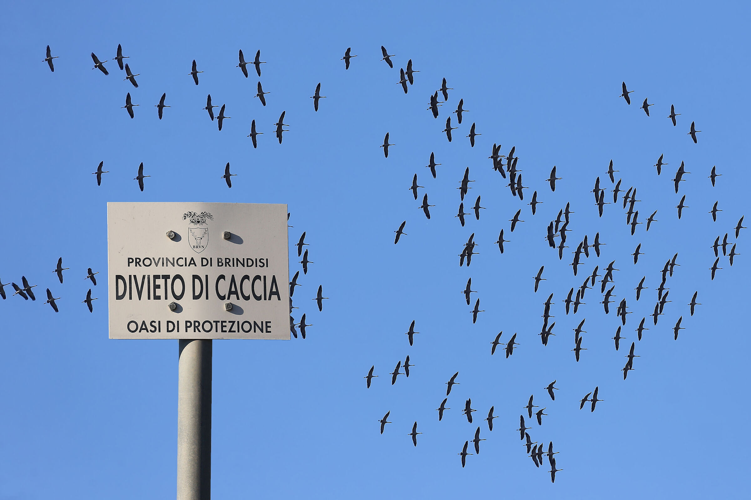 The migration of Cranes