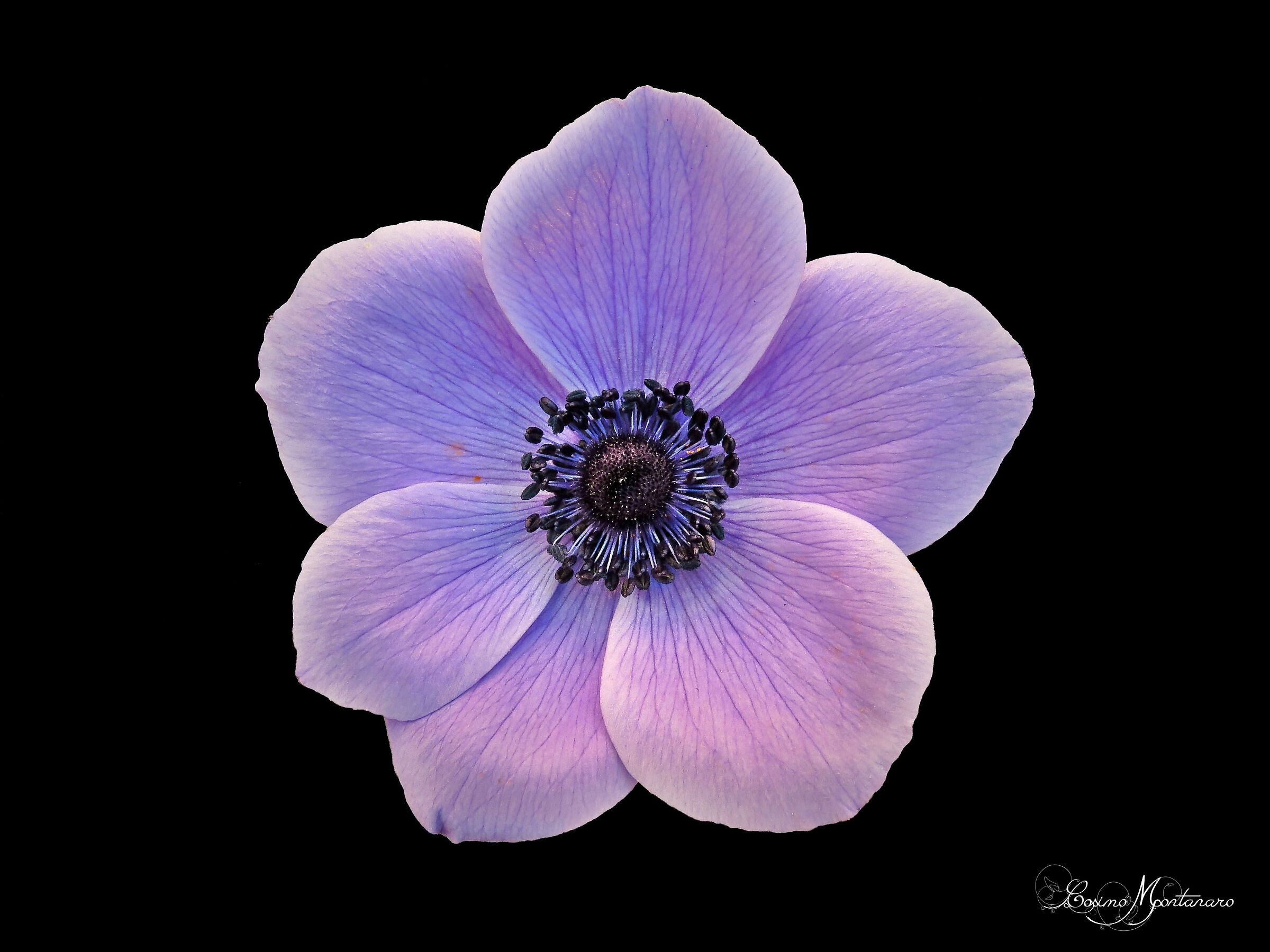 Anemone coronaria
