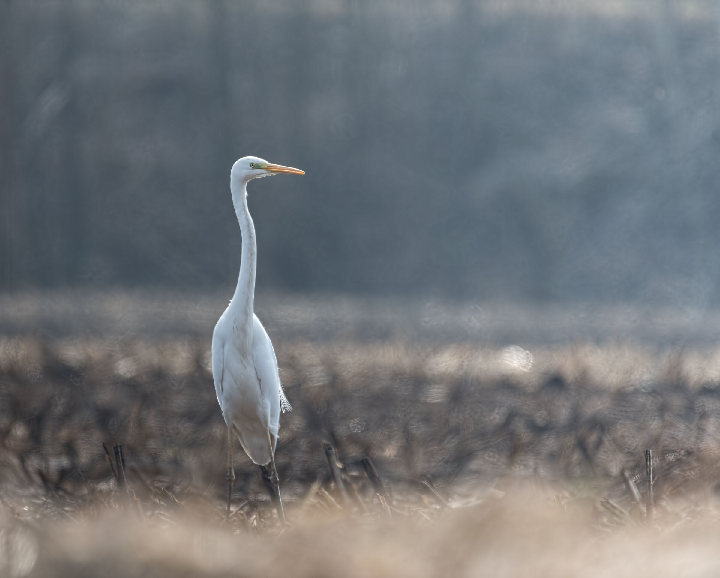 Airone Bianco Maggiore