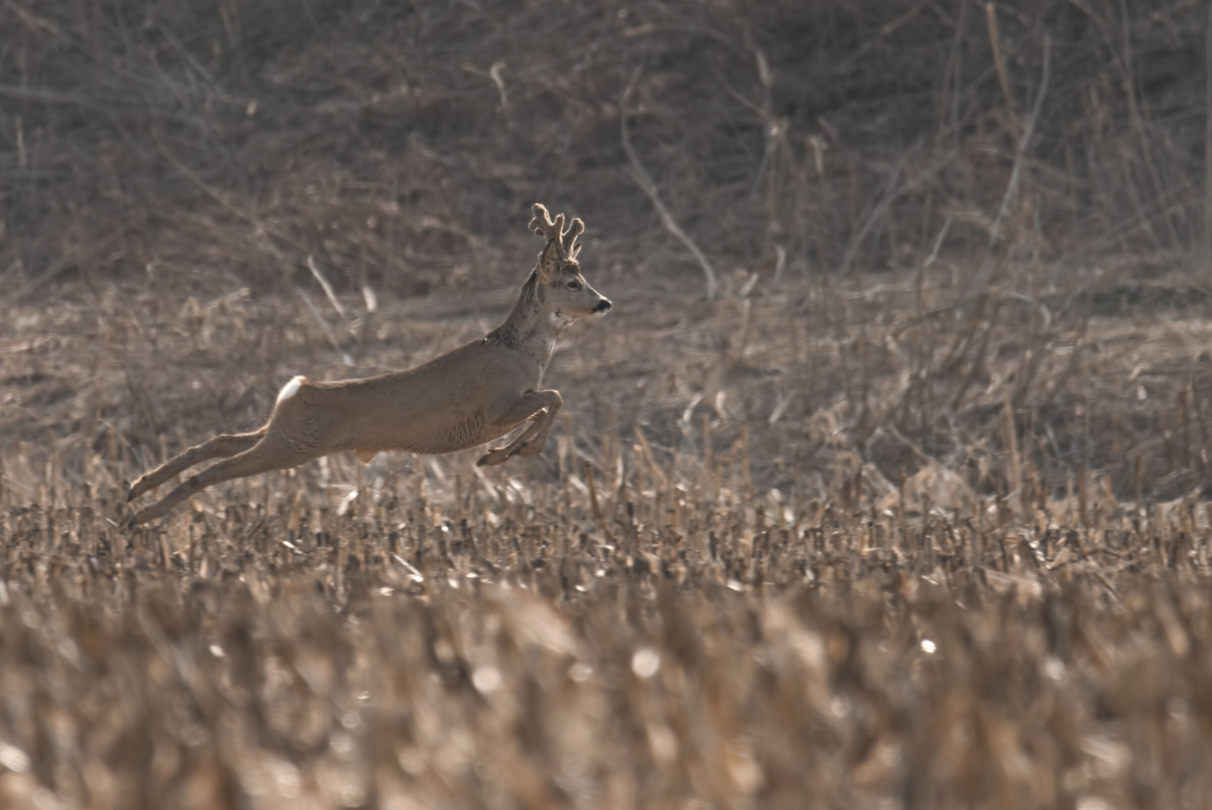 Capriolo maschio, Febbraio 2018