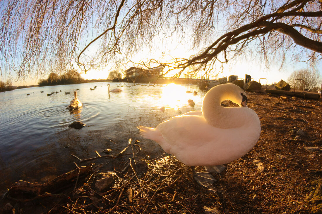 The swan at the gate of dusk