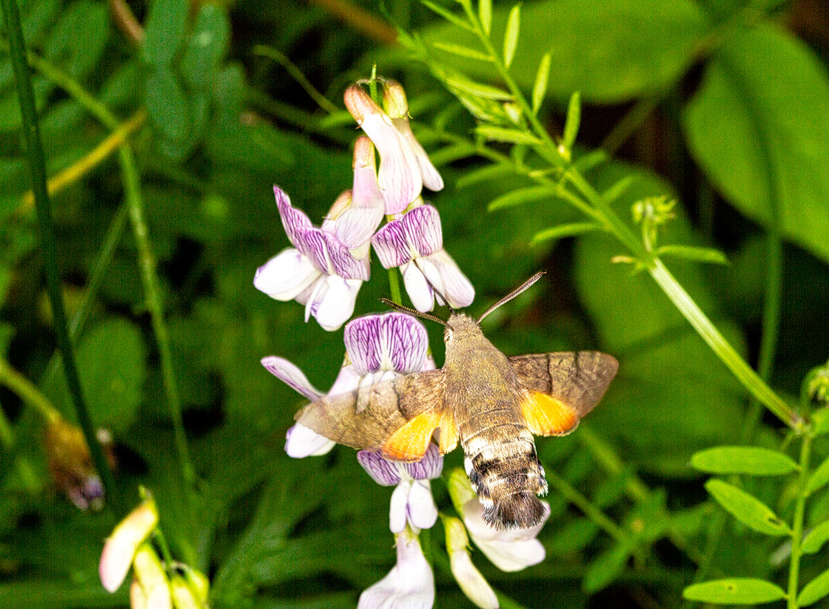 Pollinating to Distnza