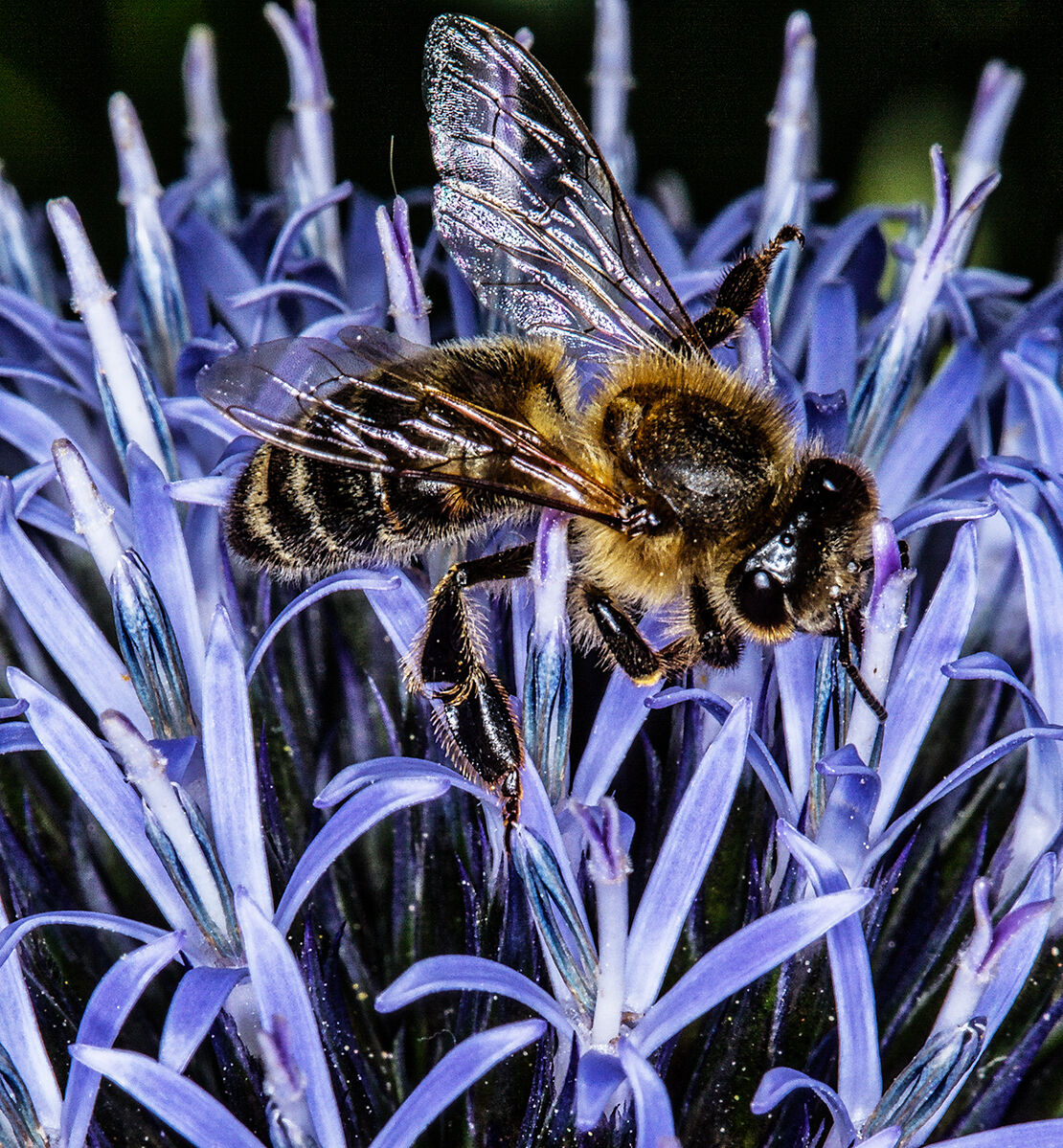 Garlic flowers give the best pollen