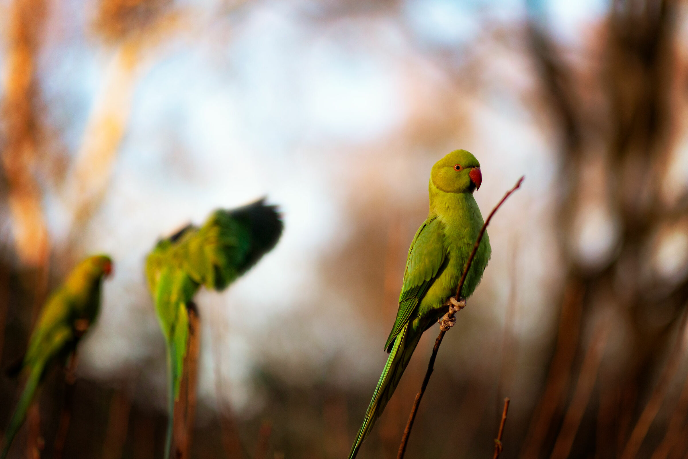 Three Parrots