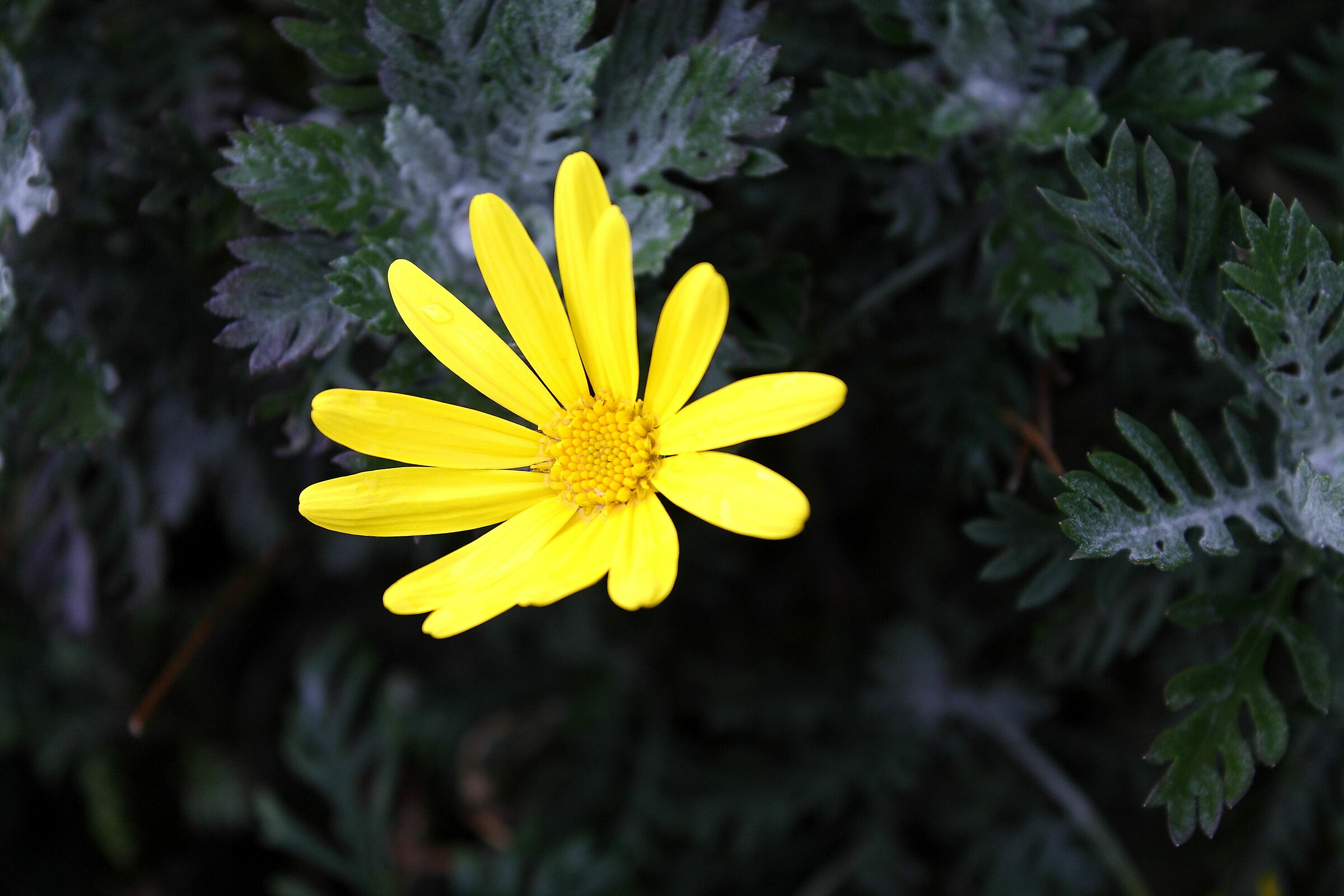 Aspettando la primavera...