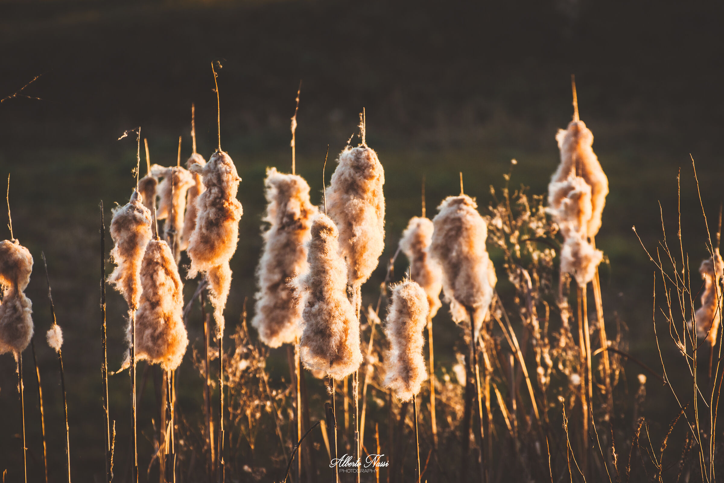 Cattails at sunset