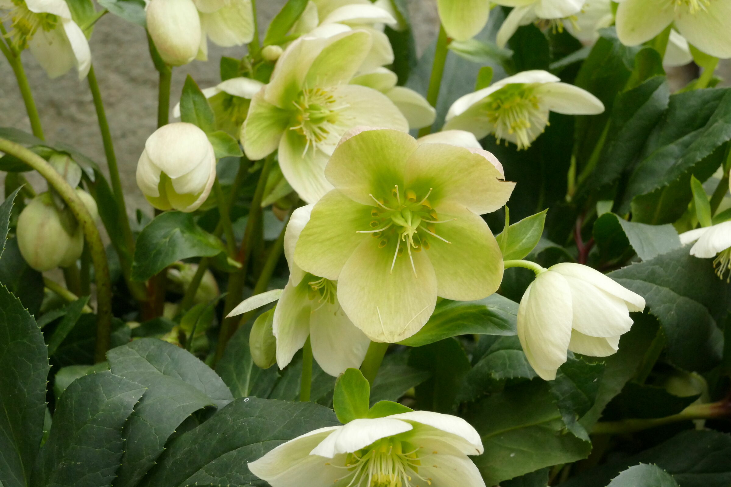 Cristmas Carol Helleborus family