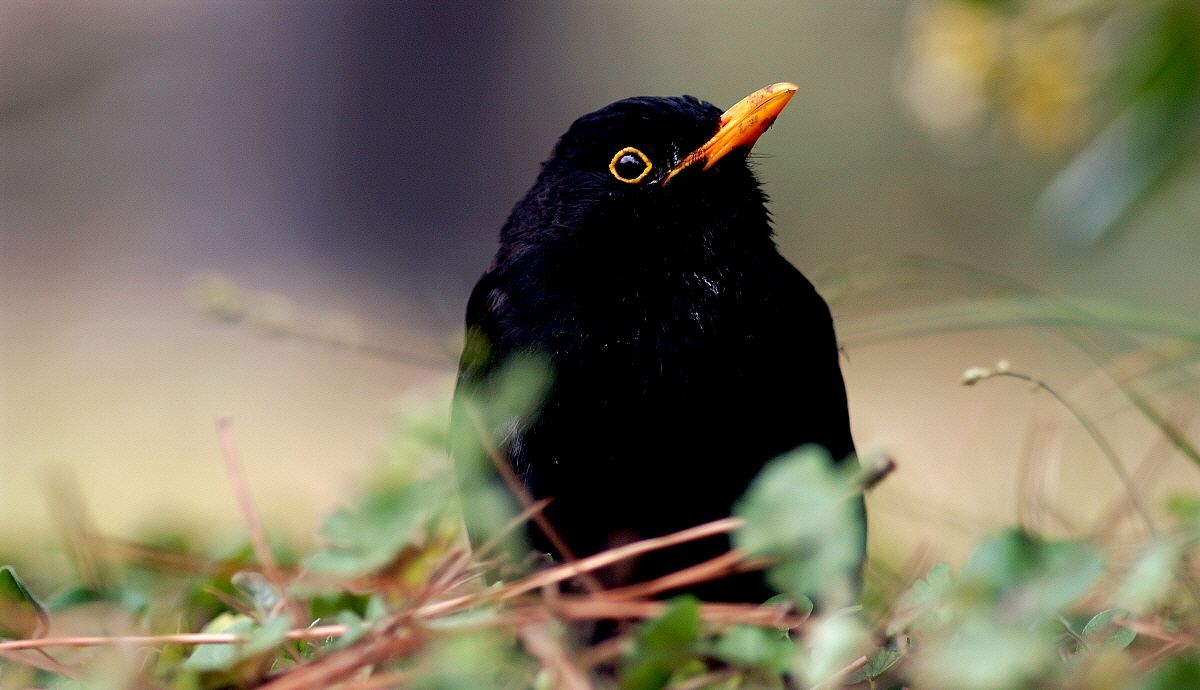 Always black my neighbor!