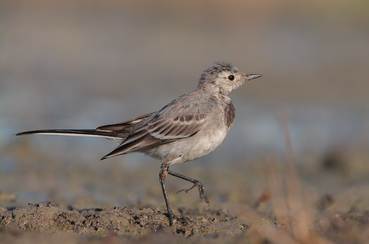 young white wagtail