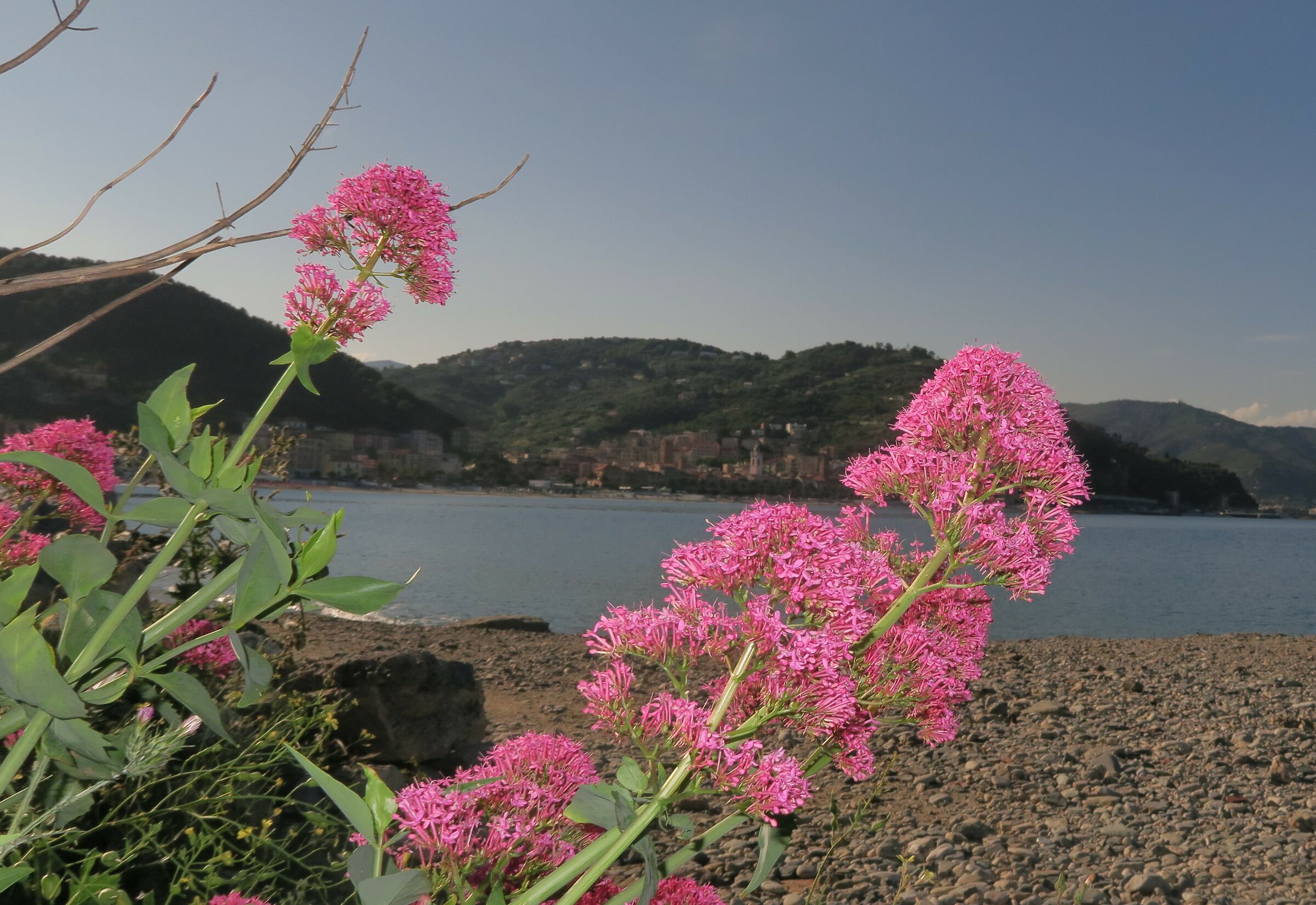 Simple Flowers and panorama
