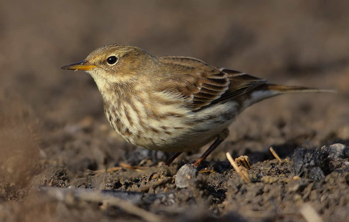 pipit