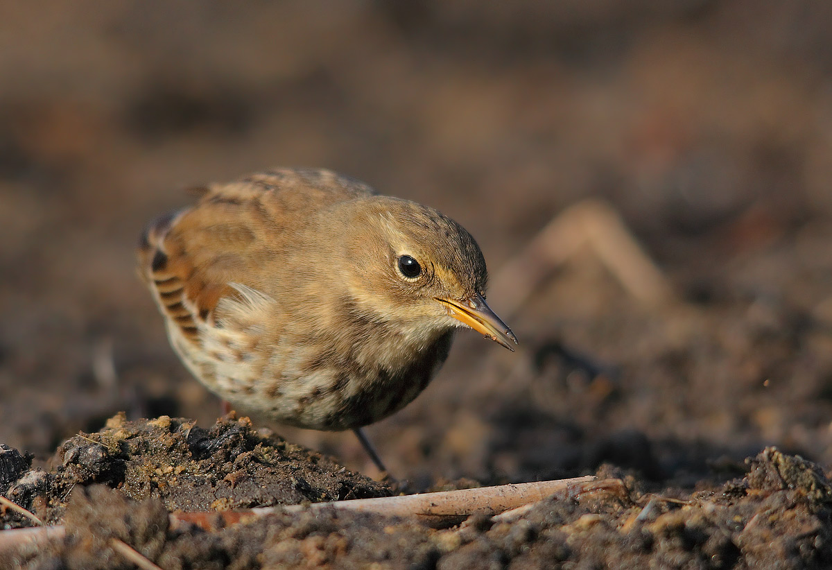 pipit