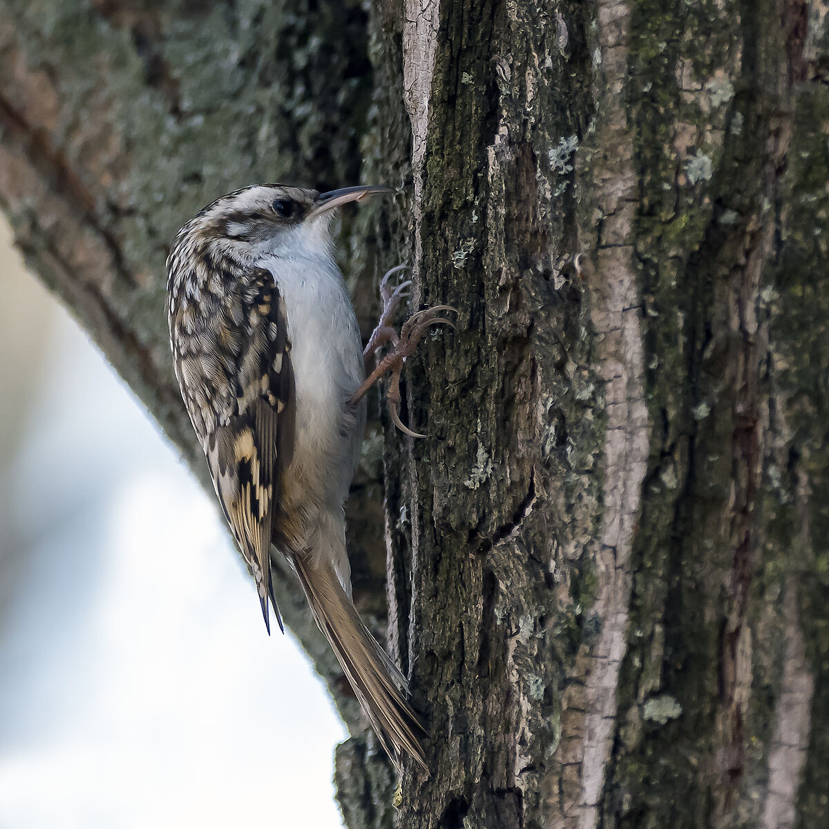 Certhia brachydactyla