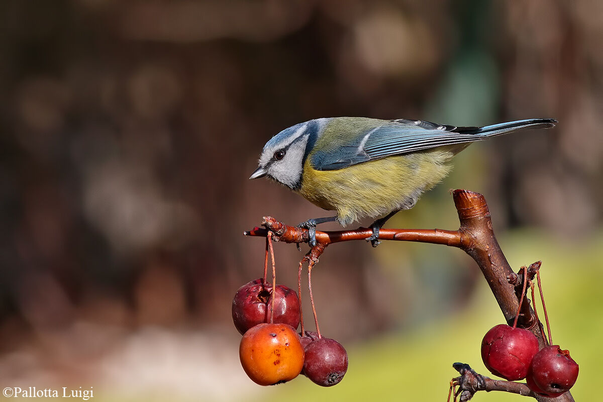 Cinciarella (Parus caeruleus)
