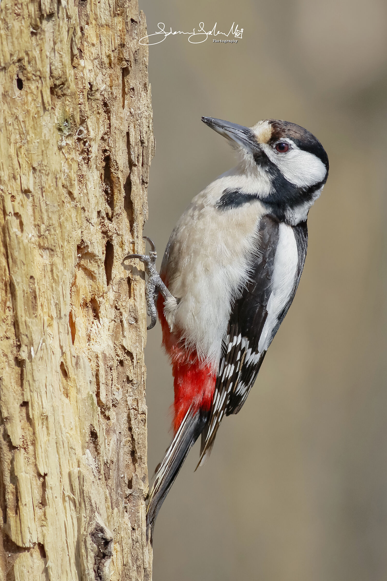 Picchio rosso maggiore (Dendrocopos major)