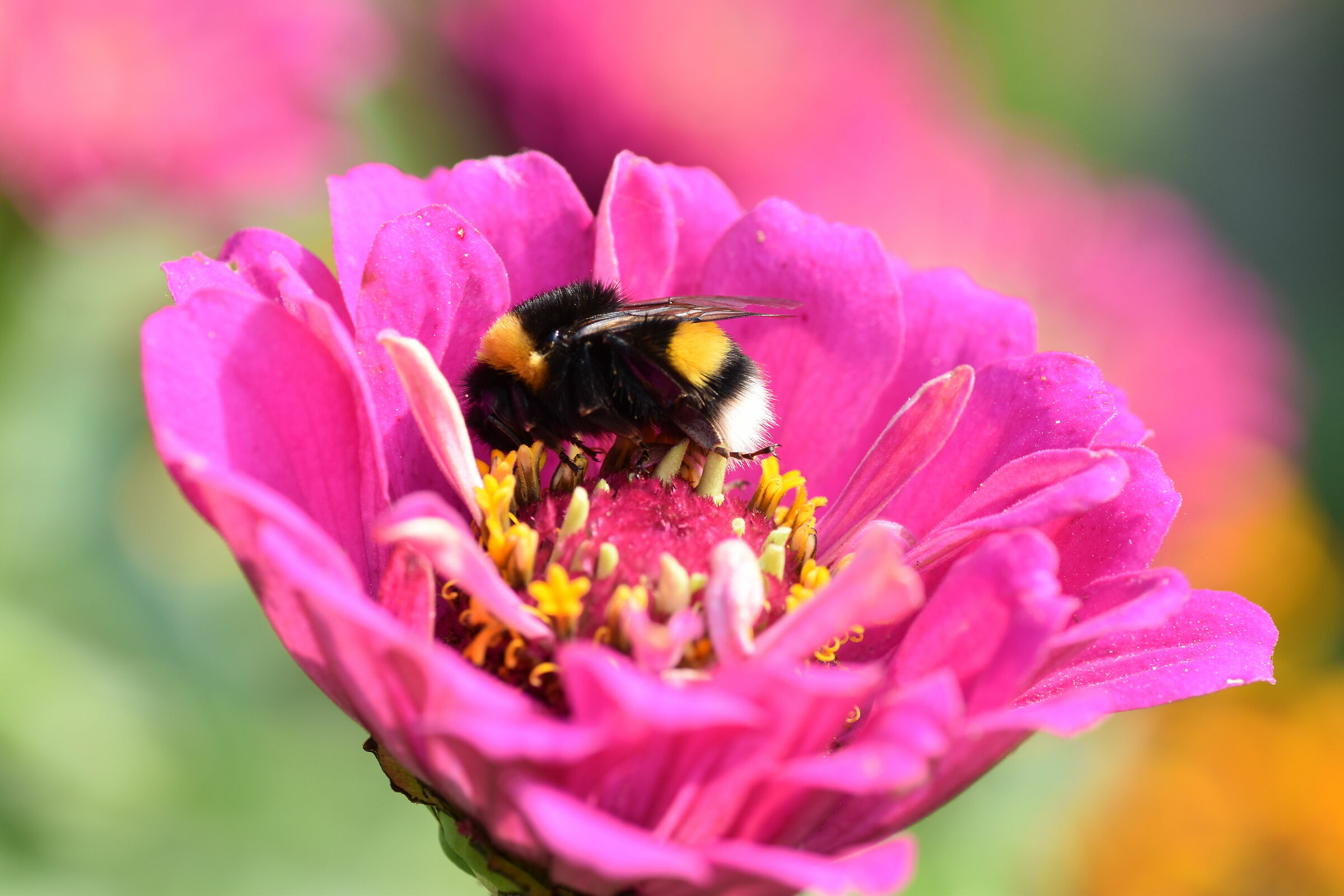 Zinnia and Bumblebee