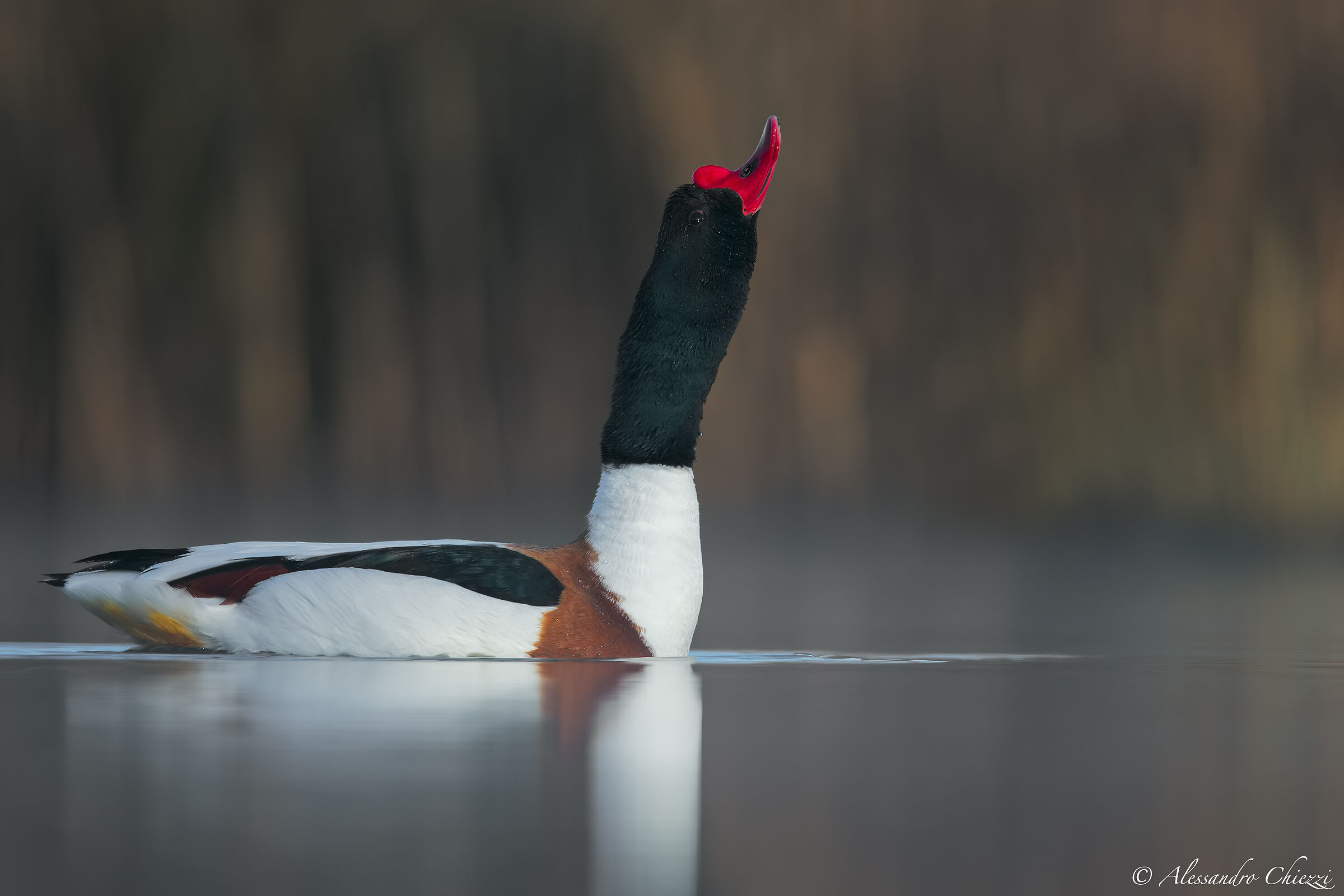 Il richiamo della volpoca
