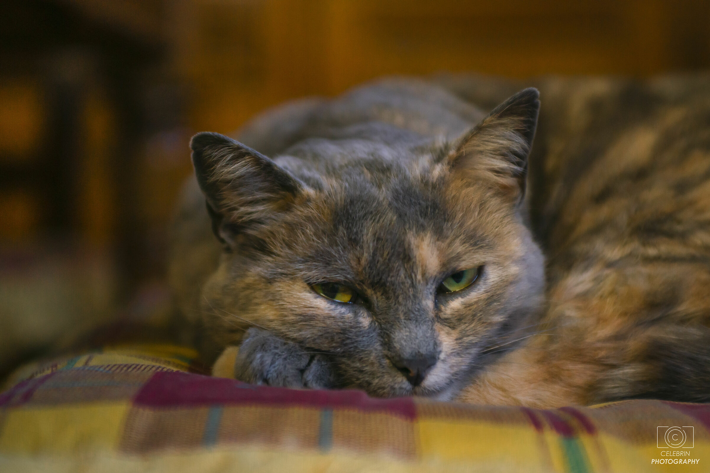 The cat is on the chair