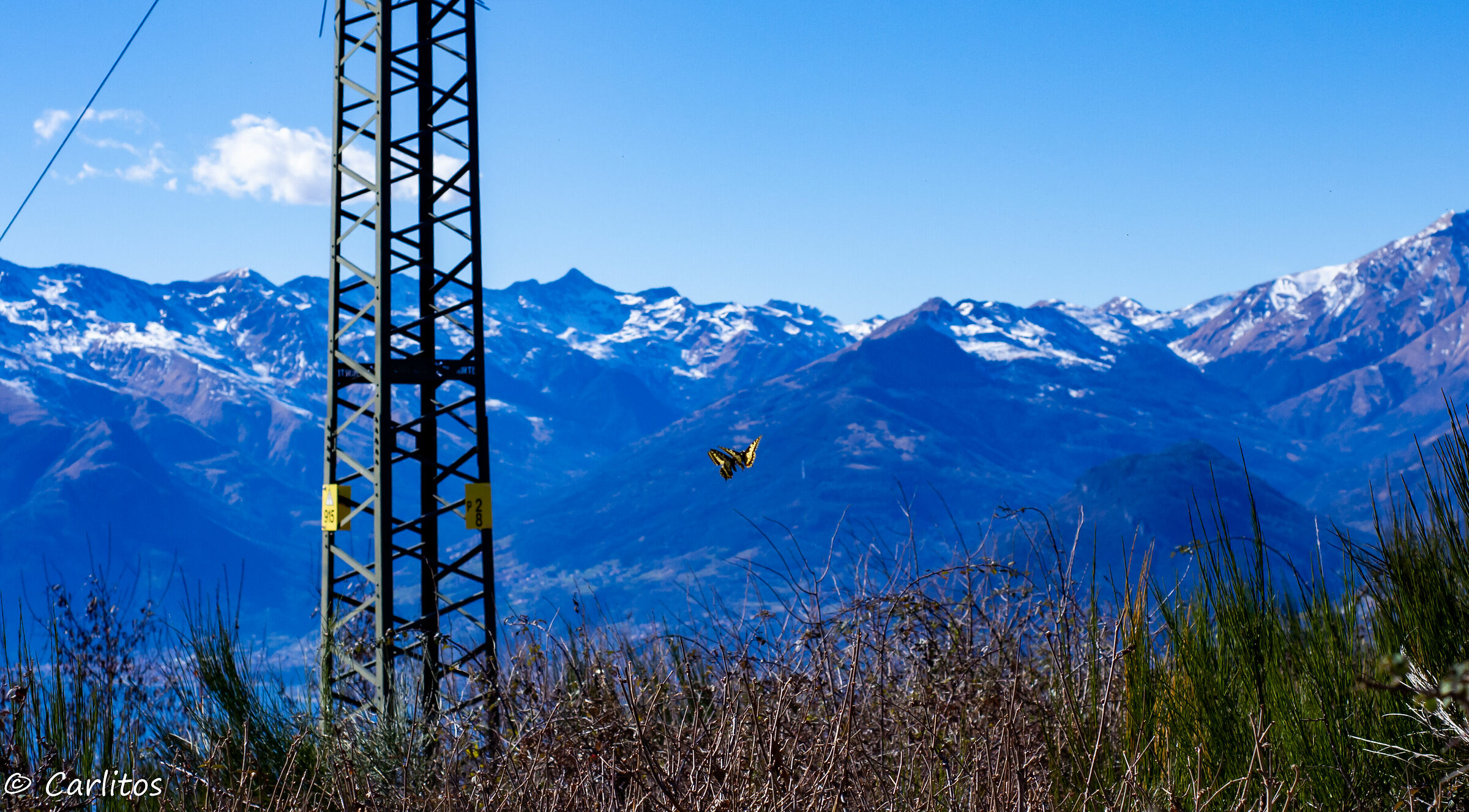 Scontro tra farfalle
