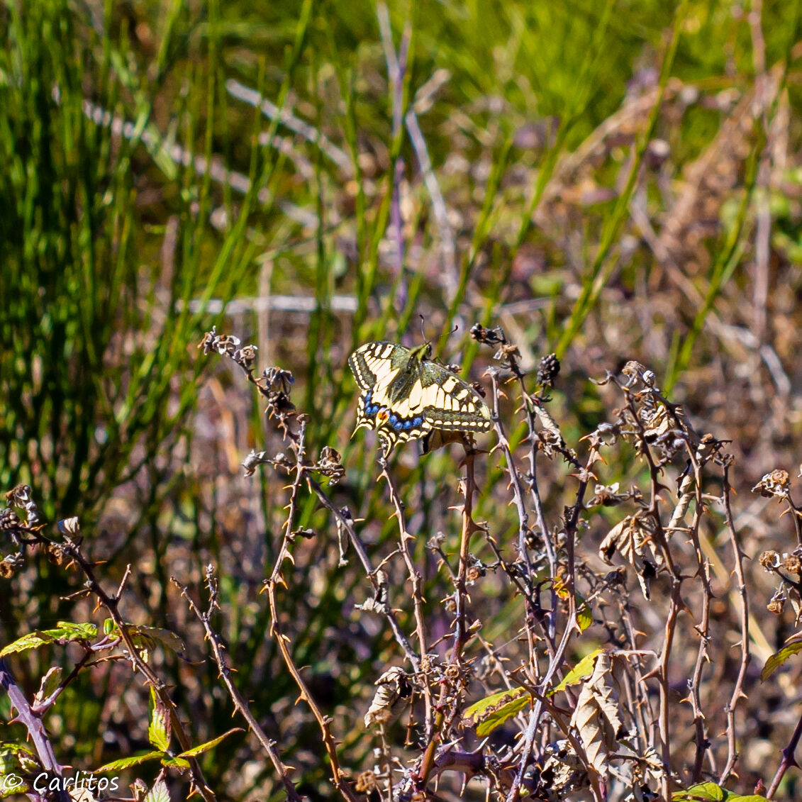 La vincitrice dello "scontro"