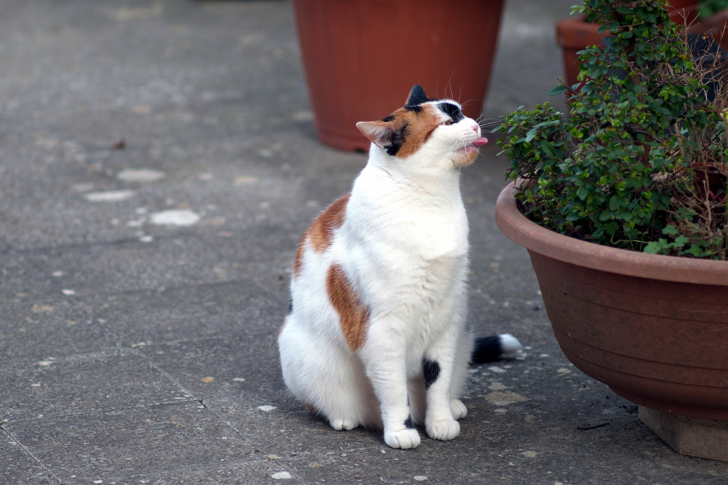 To make a tongue to a grove of elms growing