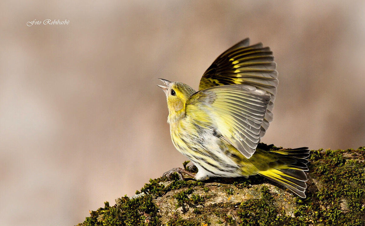 Siskin in alarm...