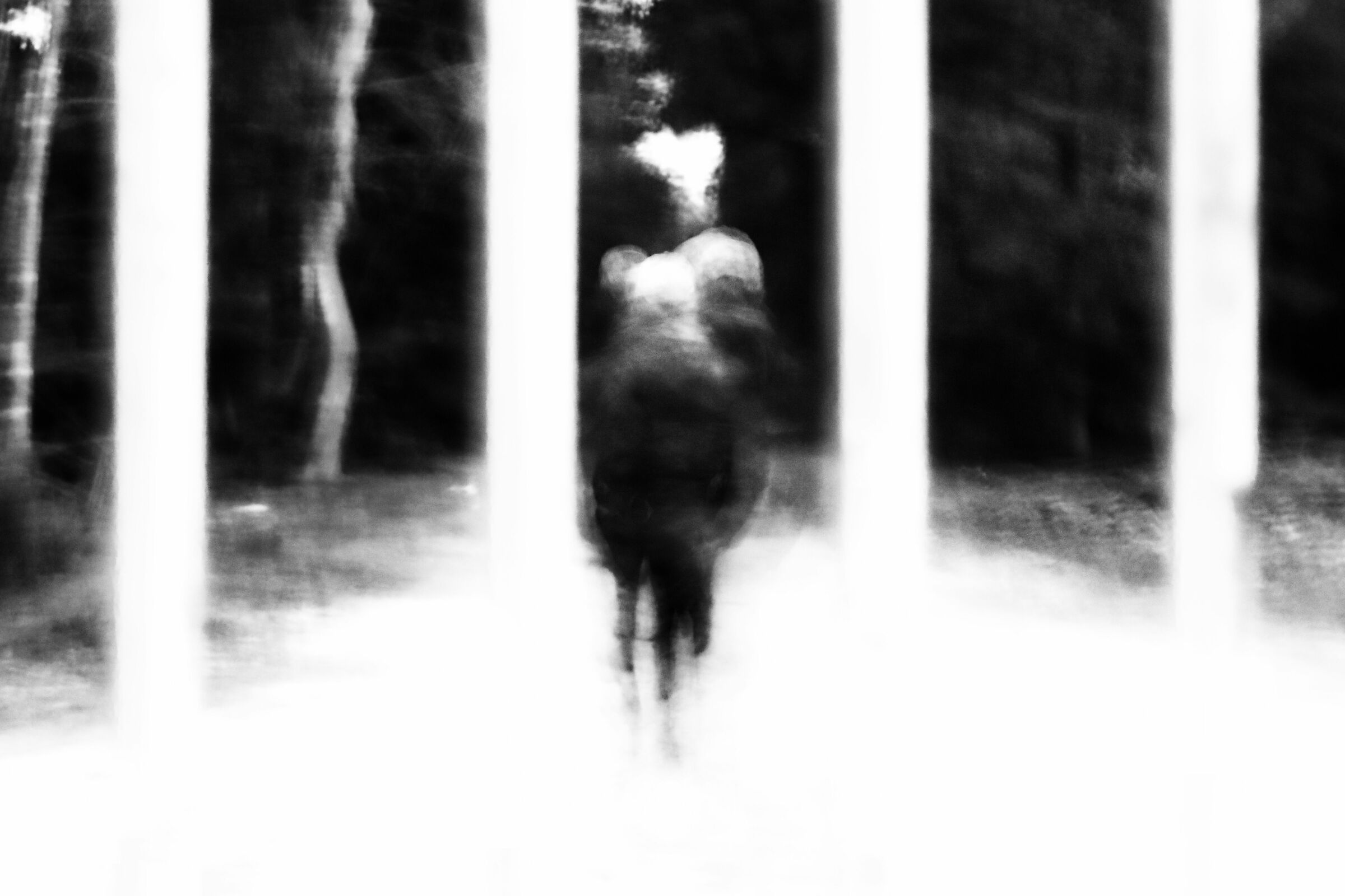 In the shadow of the grim companion...