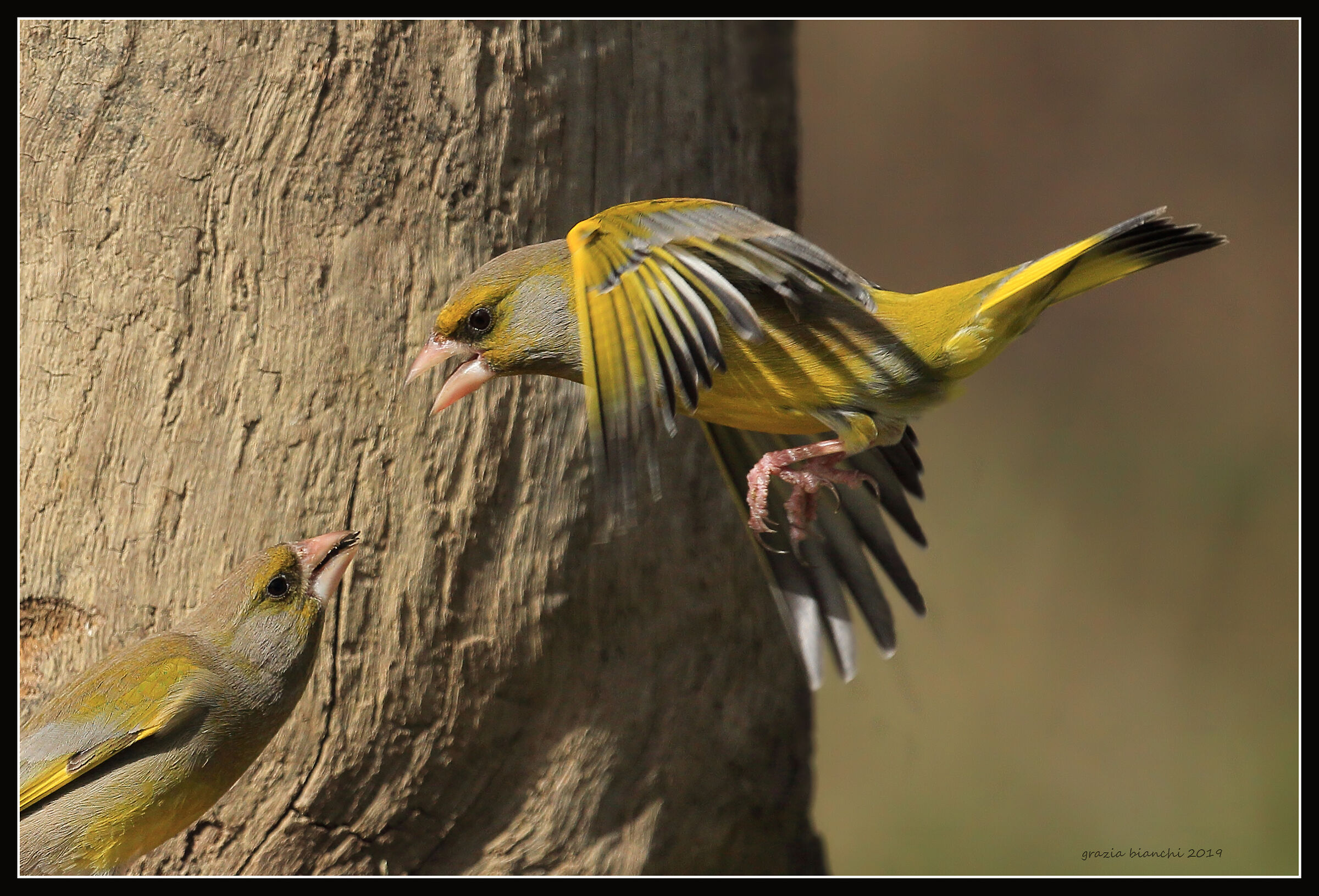 Quarrel between Bucks