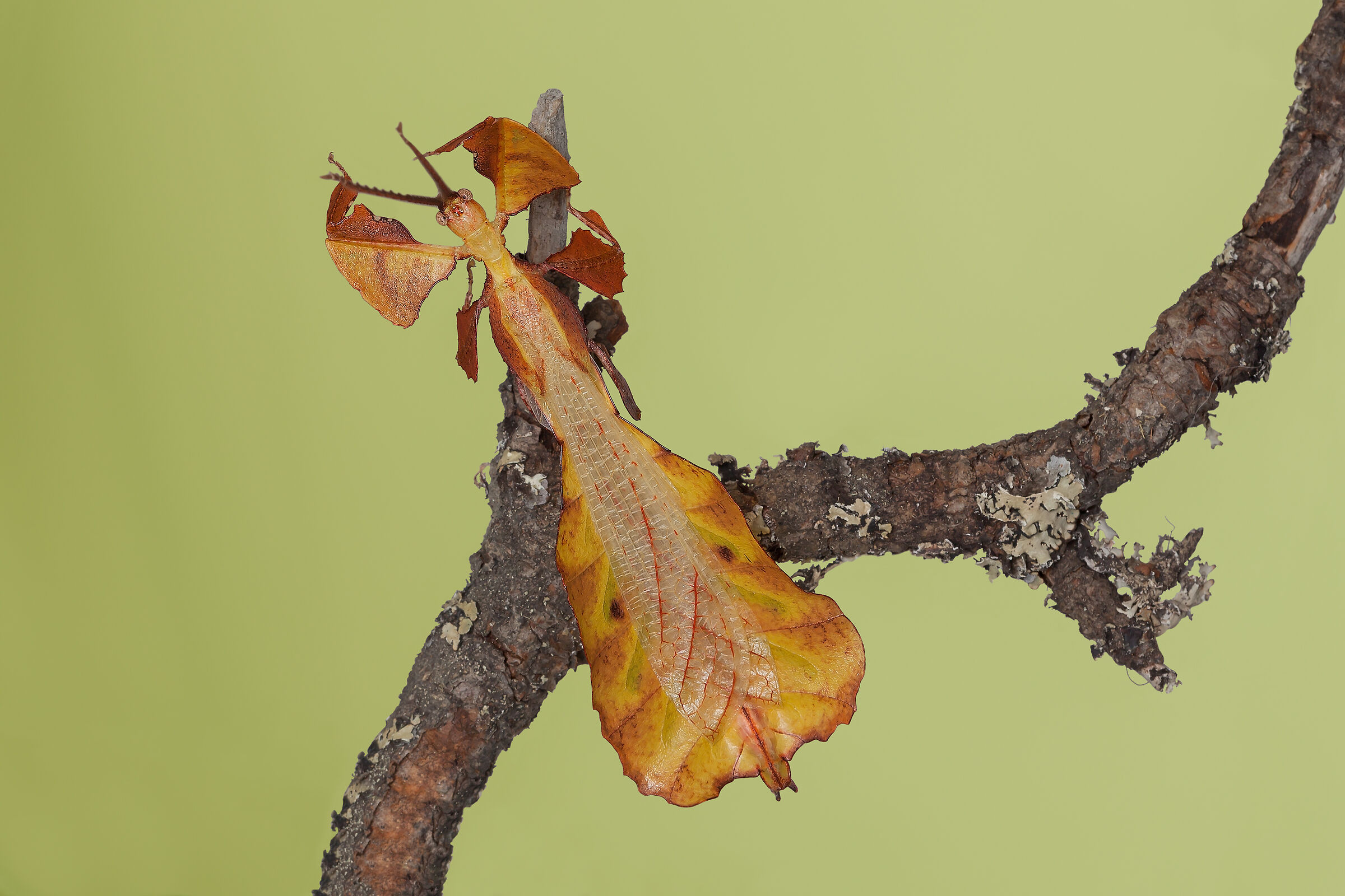 Phyllium (Pulchriphyllium) bioculatum G. R. Gray, 1832