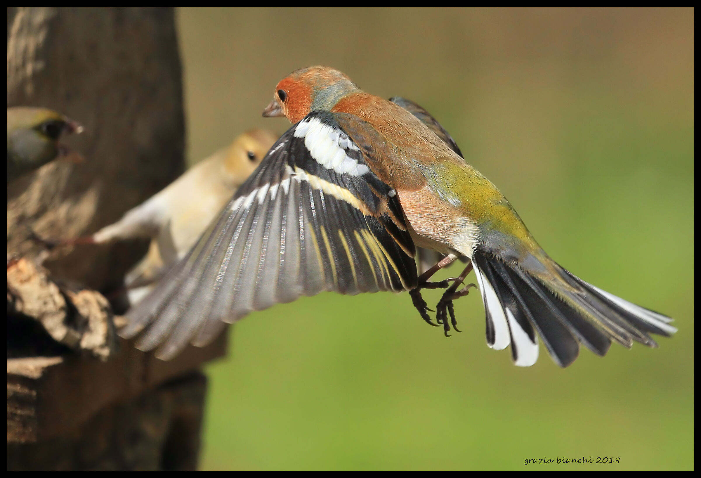 Male finches