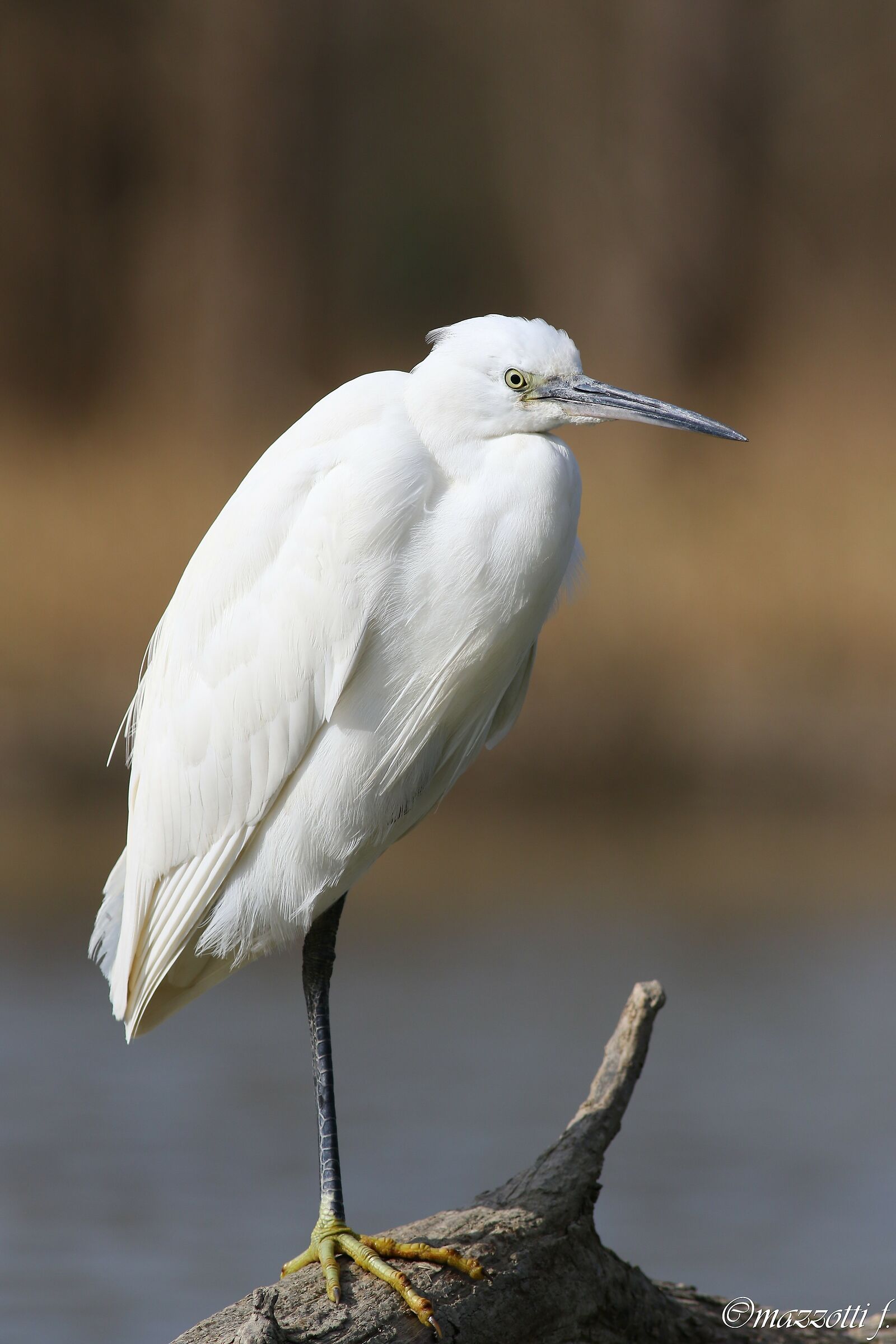 Egret Tightrope