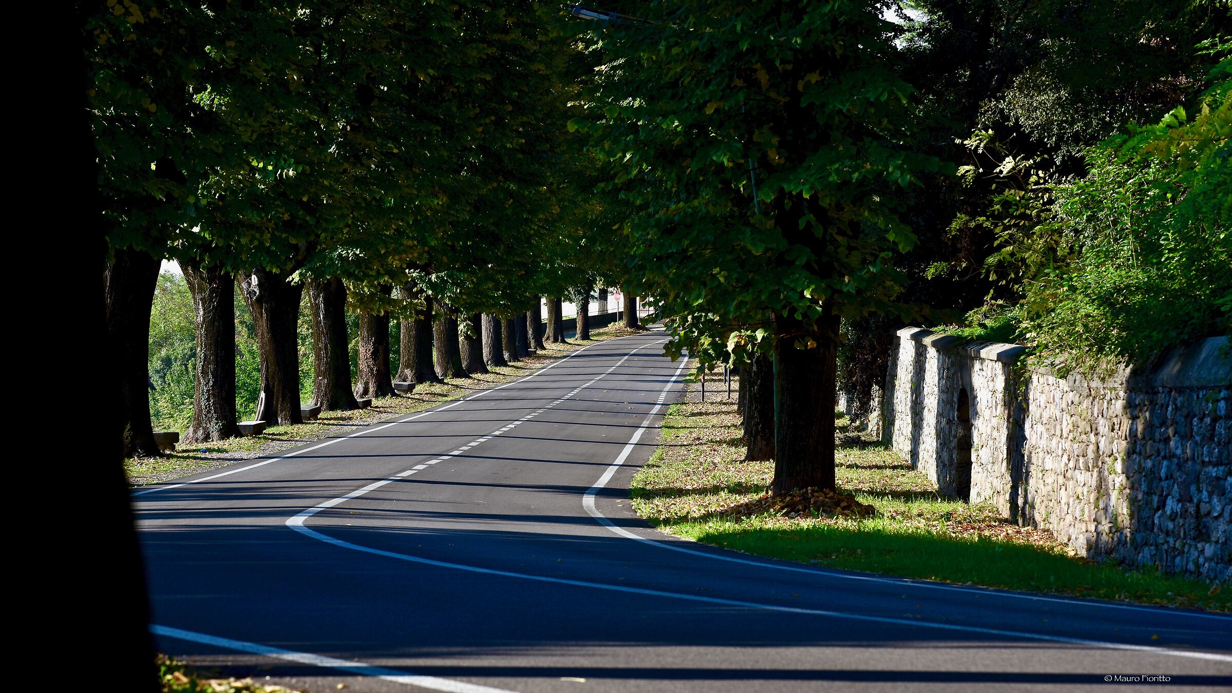 Tree Lined Avenue