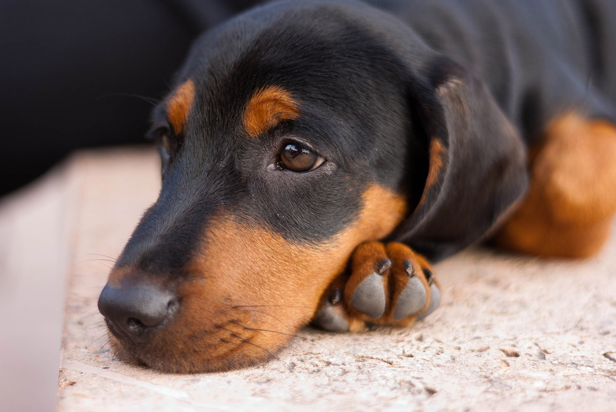melancholic look - puppy 3 months