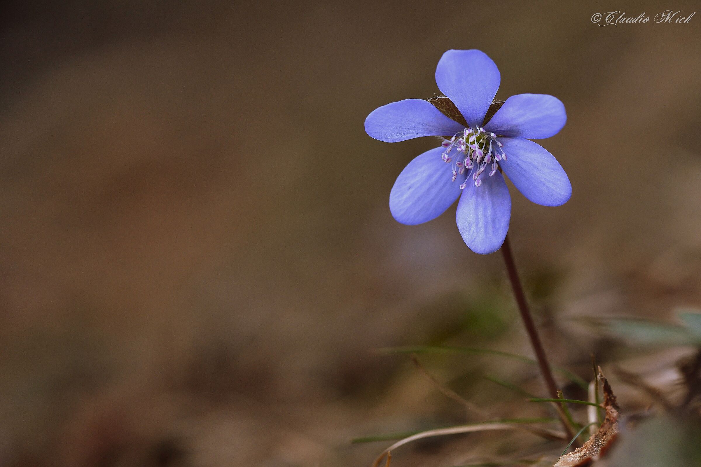 Erba trinità - Hepatica nobilis