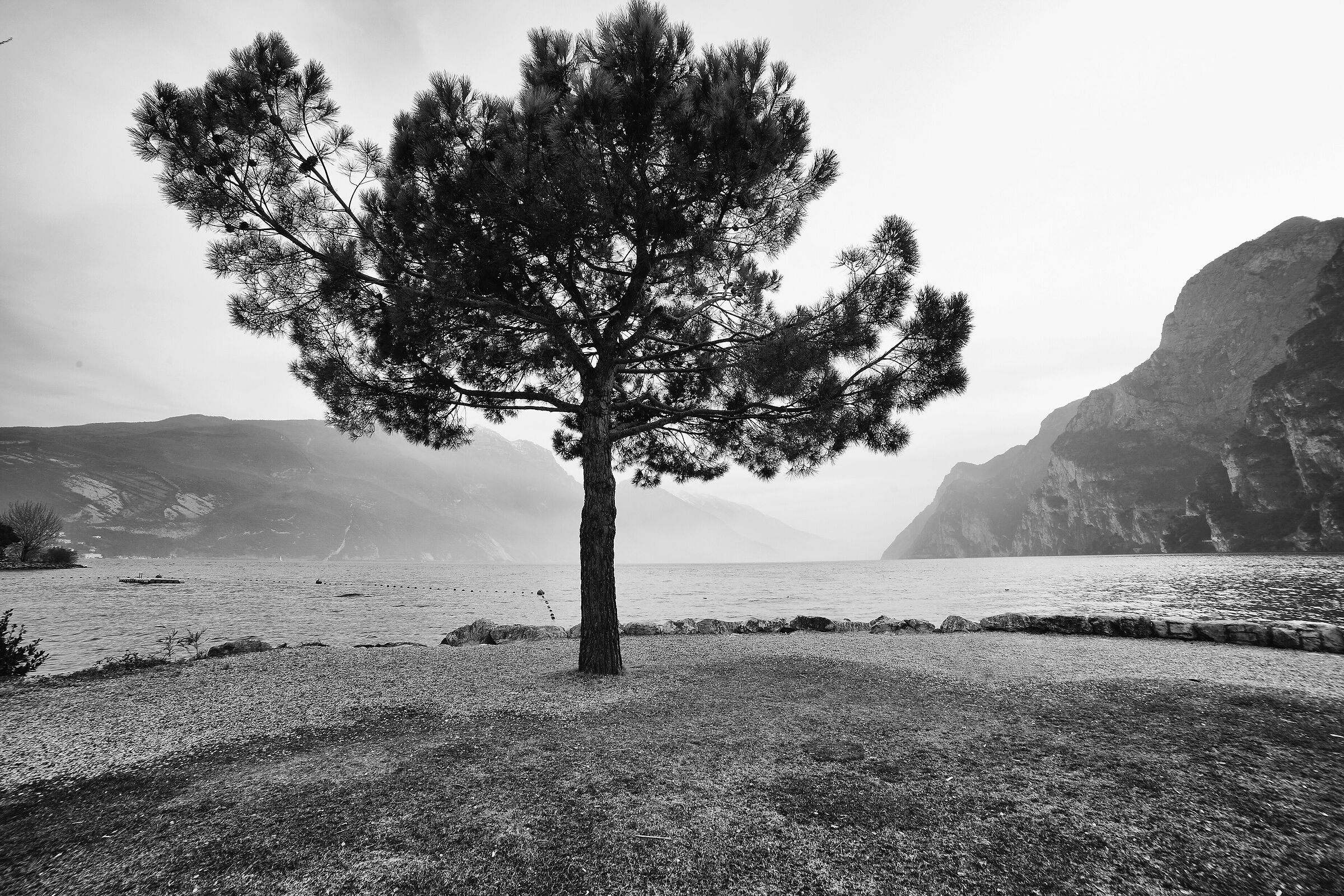 The tree you cared about,,,