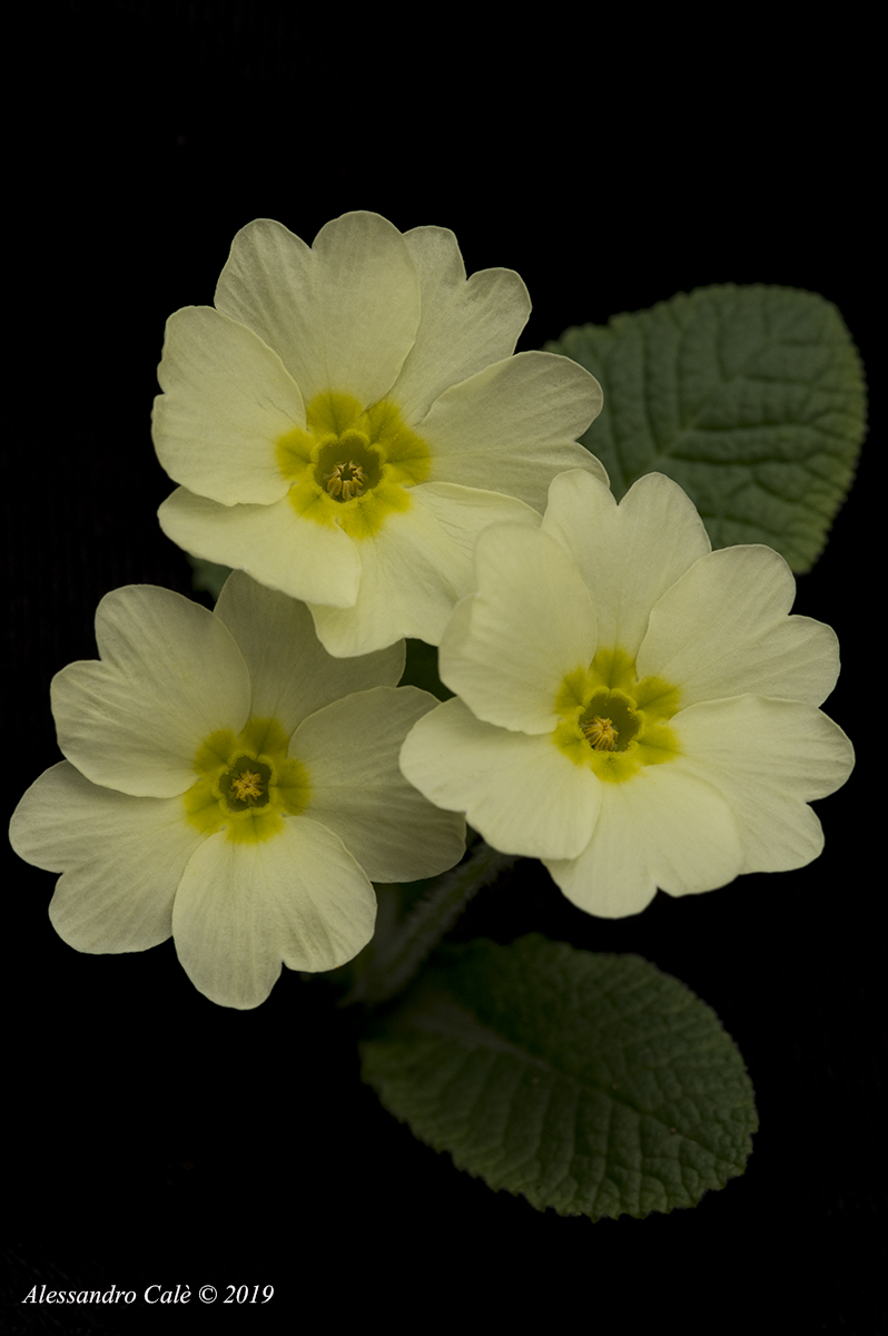 Primula vulgaris (common primrose) 8908