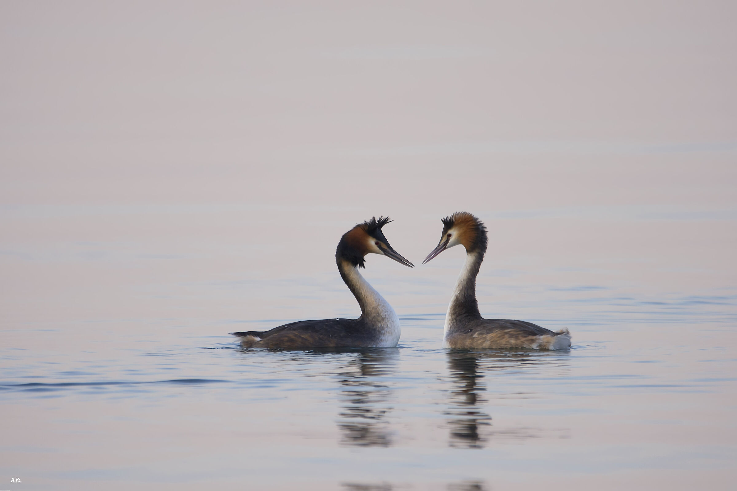 In the morning Light