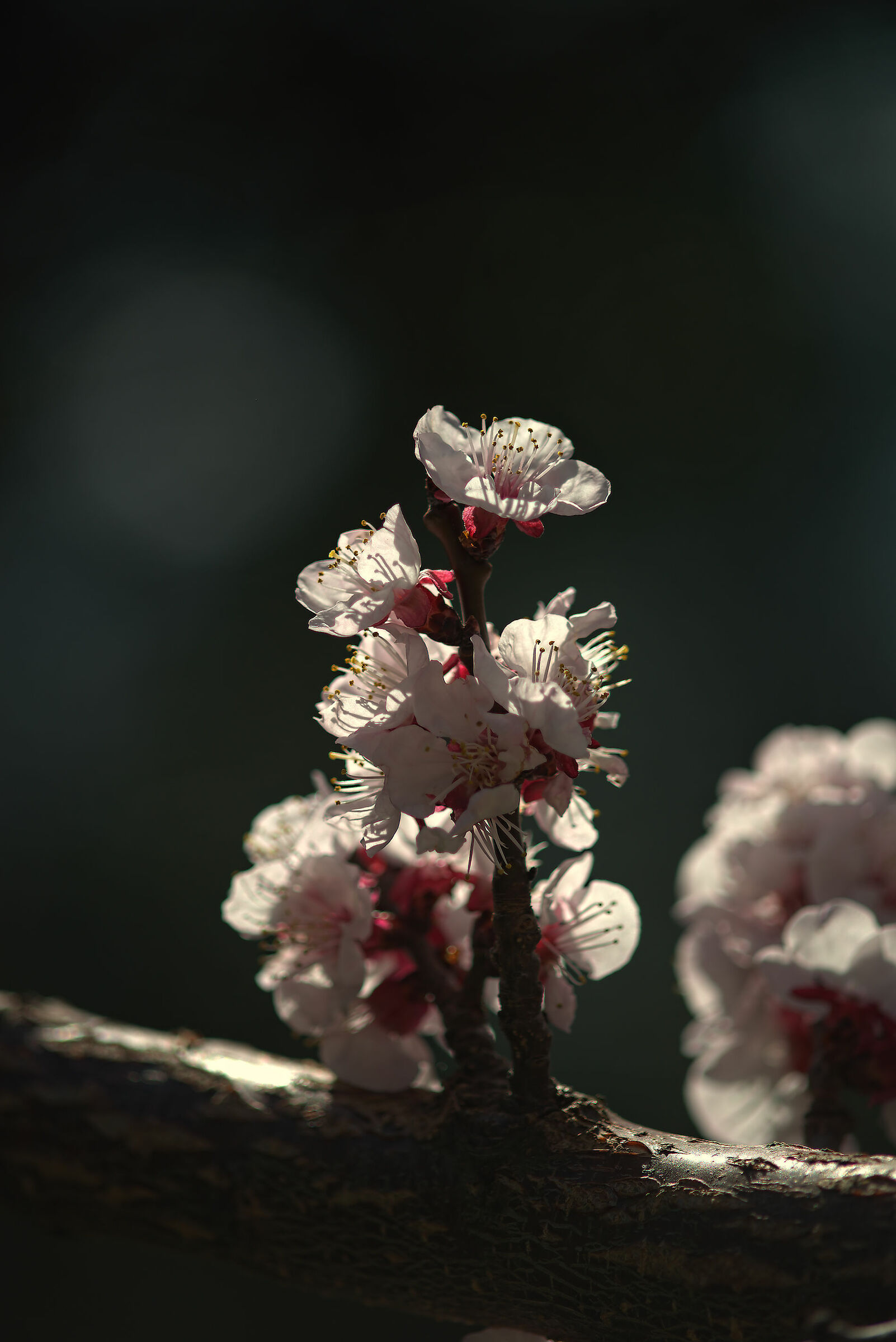 Apricot Blossom